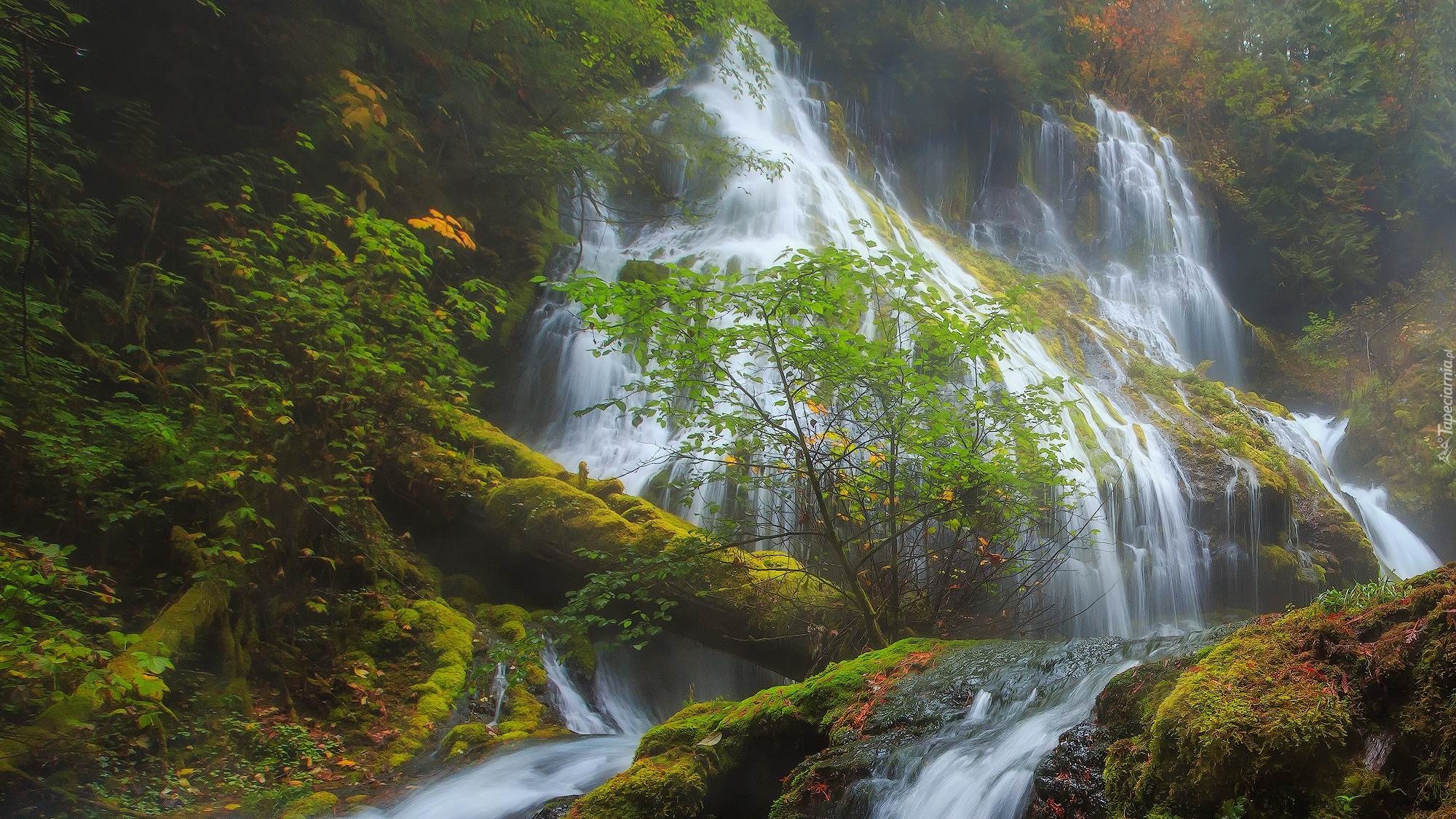 Wodospad, Panther Creek Falls, Omszone, Skały, Drzewa, Rośliny, Stan Waszyngton, Stany Zjednoczone