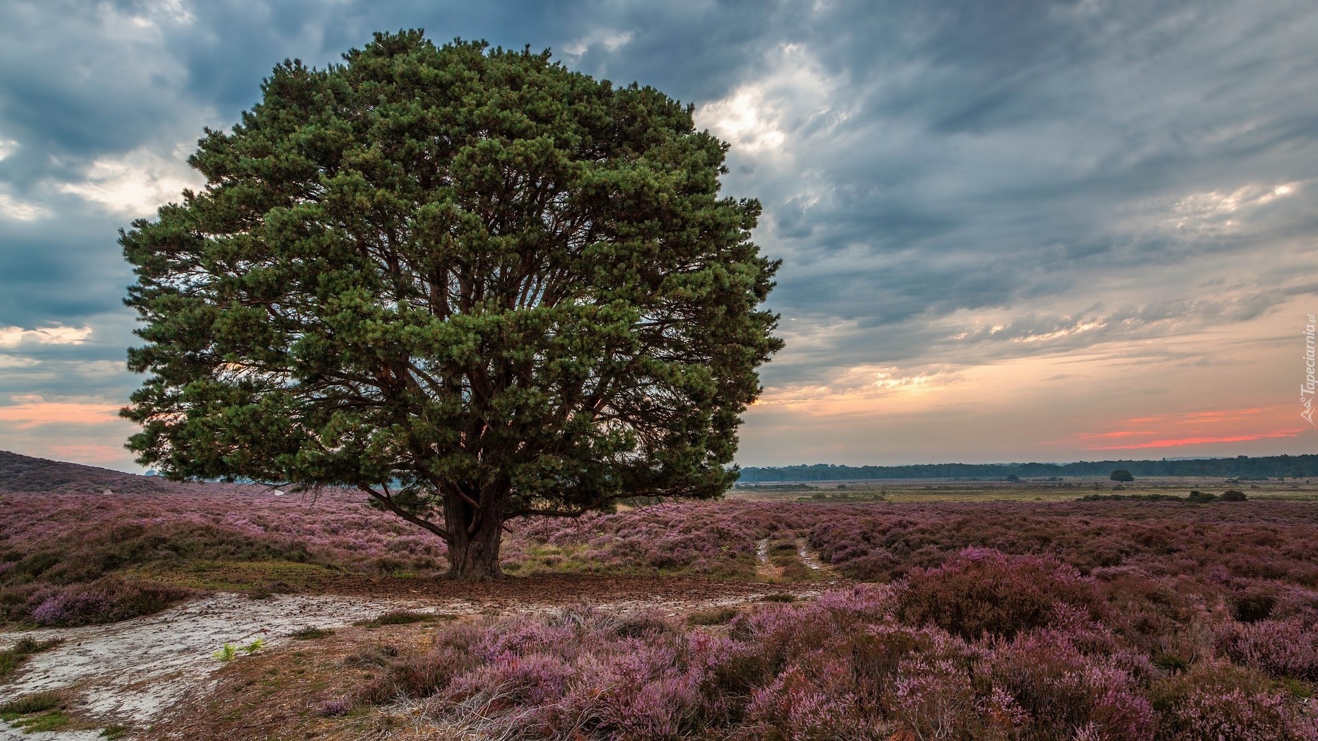 Wschód słońca, Wrzosowisko, Drzewo, Rezerwat Przyrody, Roydon Common, Anglia