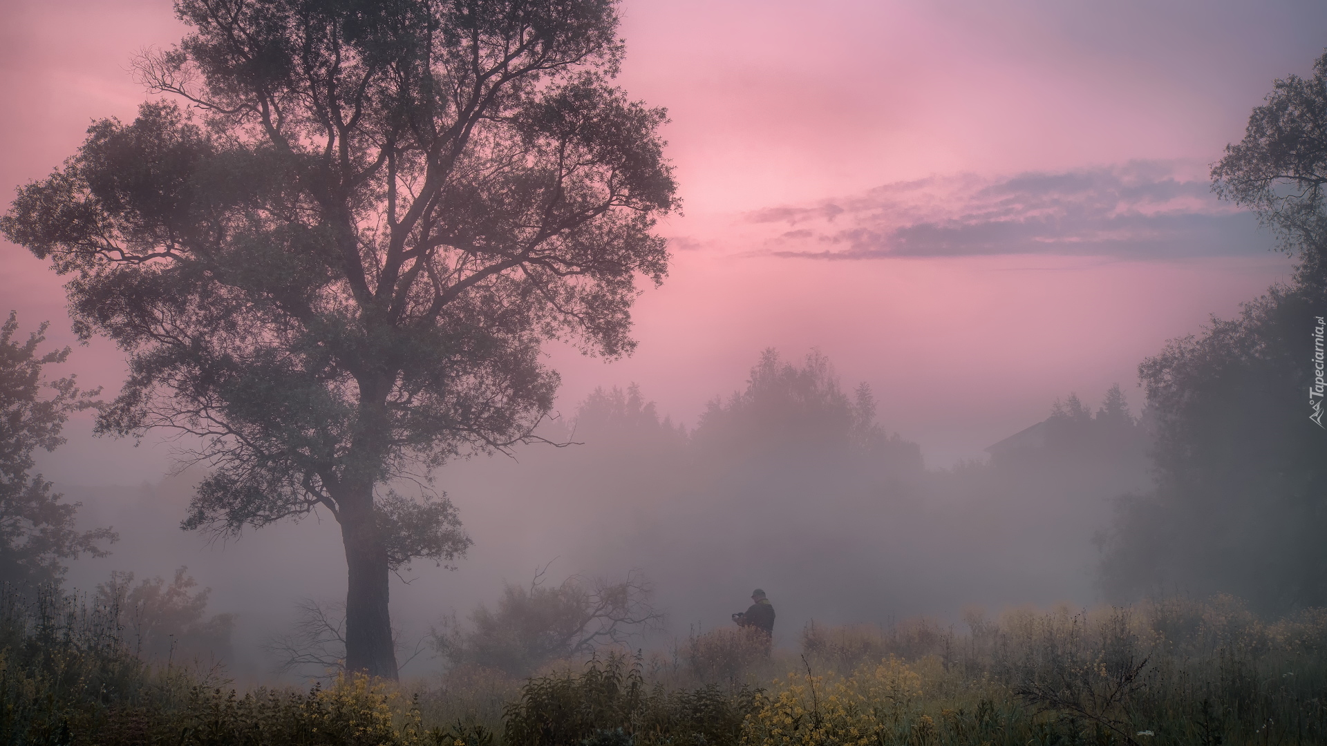 Wschód słońca, Poranek, Mgła, Drzewo, Człowiek, Fotograf
