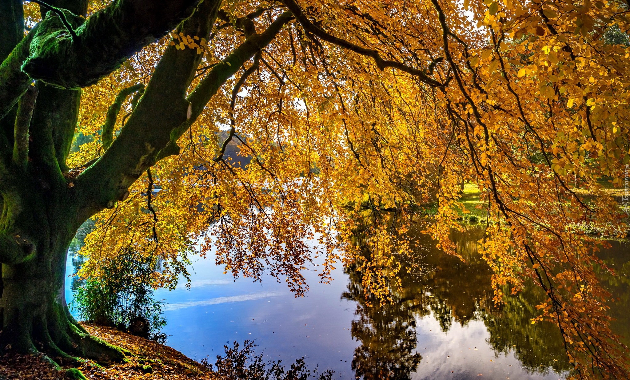 Anglia, Hrabstwo Wiltshire, Posiadłość Stourhead, Jesień, Jezioro, Drzewo, Gałęzie