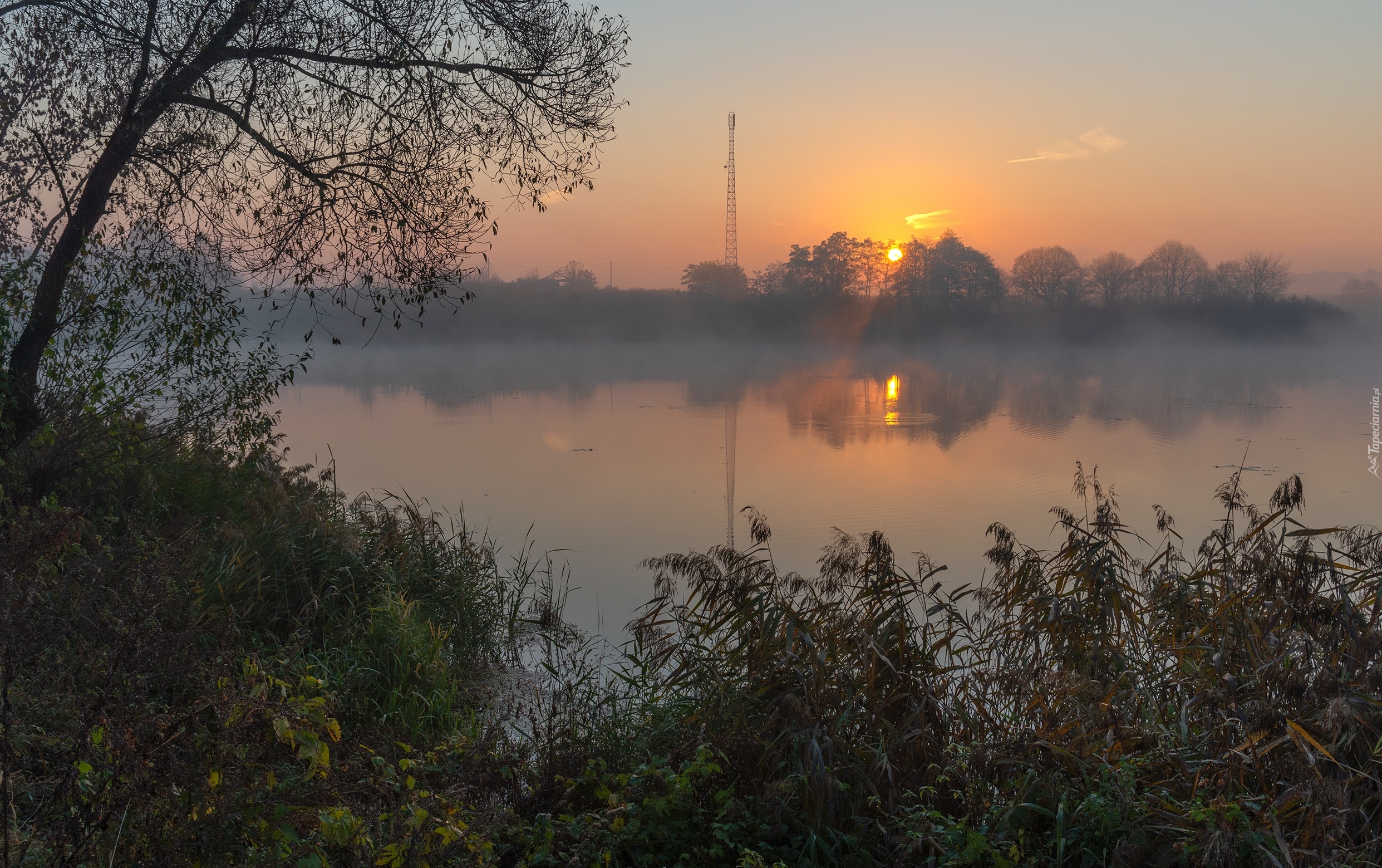 Jezioro, Drzewo, Wschód słońca, Mgła