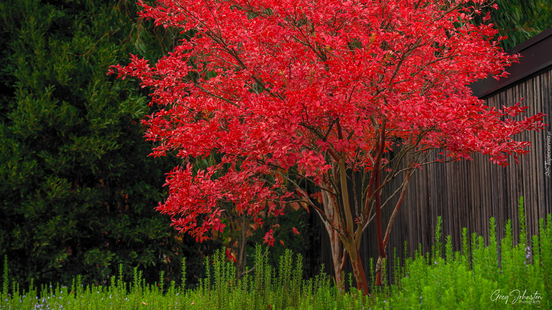 Jesień, Drzewo, Liście, Czerwone, Trawy