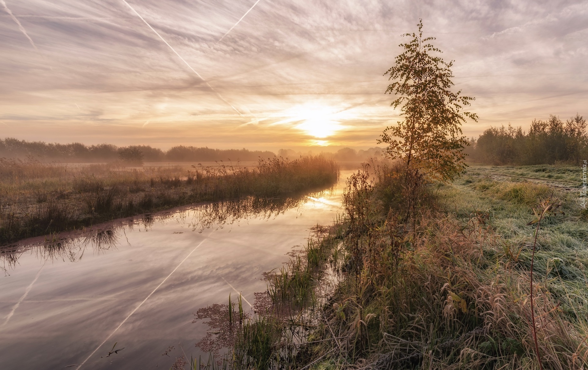 Rzeka, Drzewo, Mgła, Wschód słońca, Park przyrody De Schammer, Prowincja Ultrecht, Holandia