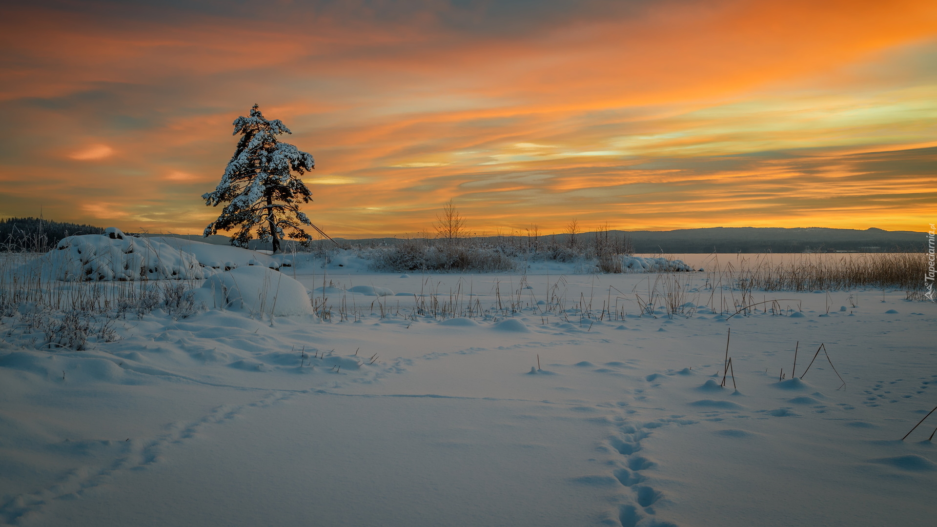 Zaśnieżone, Jezioro Glafsfjorden, Zachód słońca, Drzewo, Zima, Arvika, Szwecja