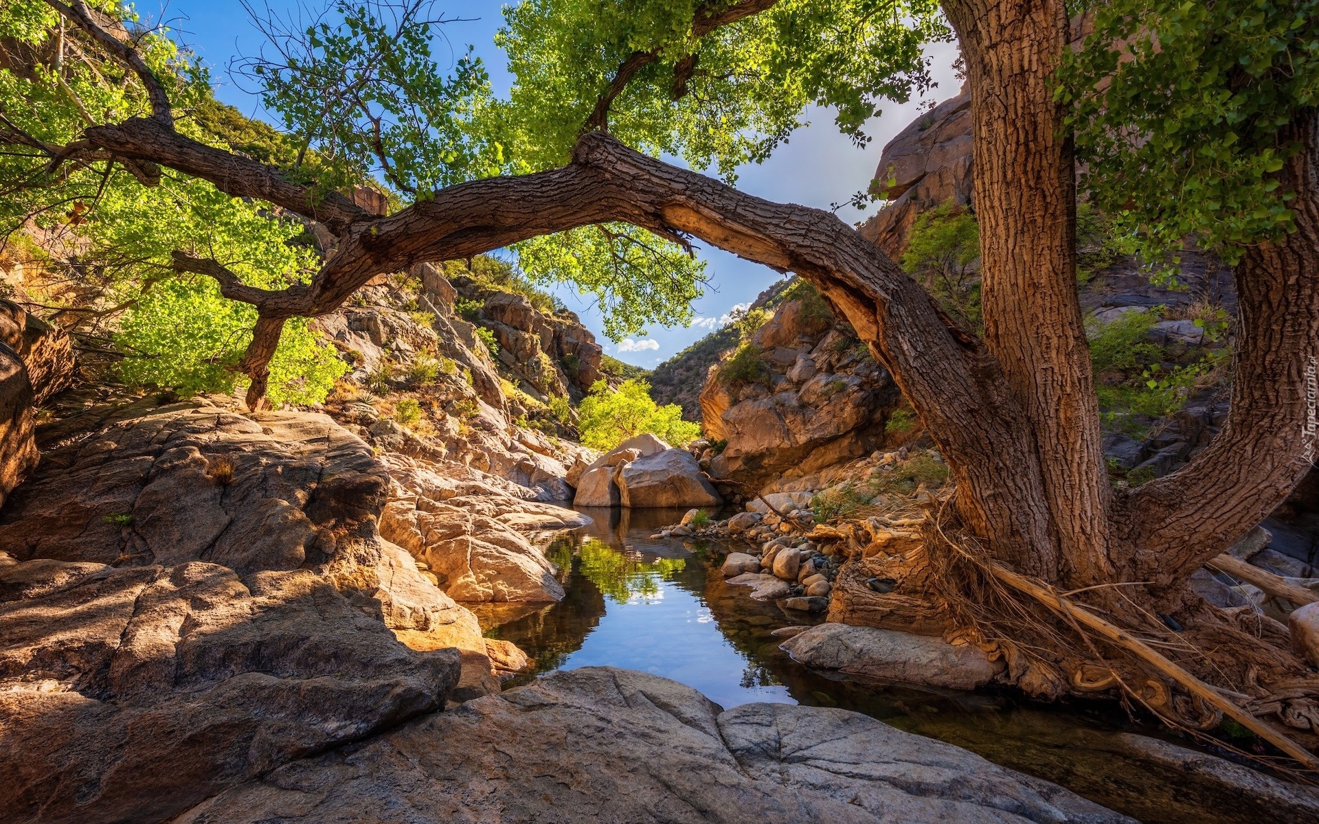 Skały, Wąwóz, Rzeka, Poland Creek, Drzewo, Prescott National Forest, Arizona, Stany Zjednoczone