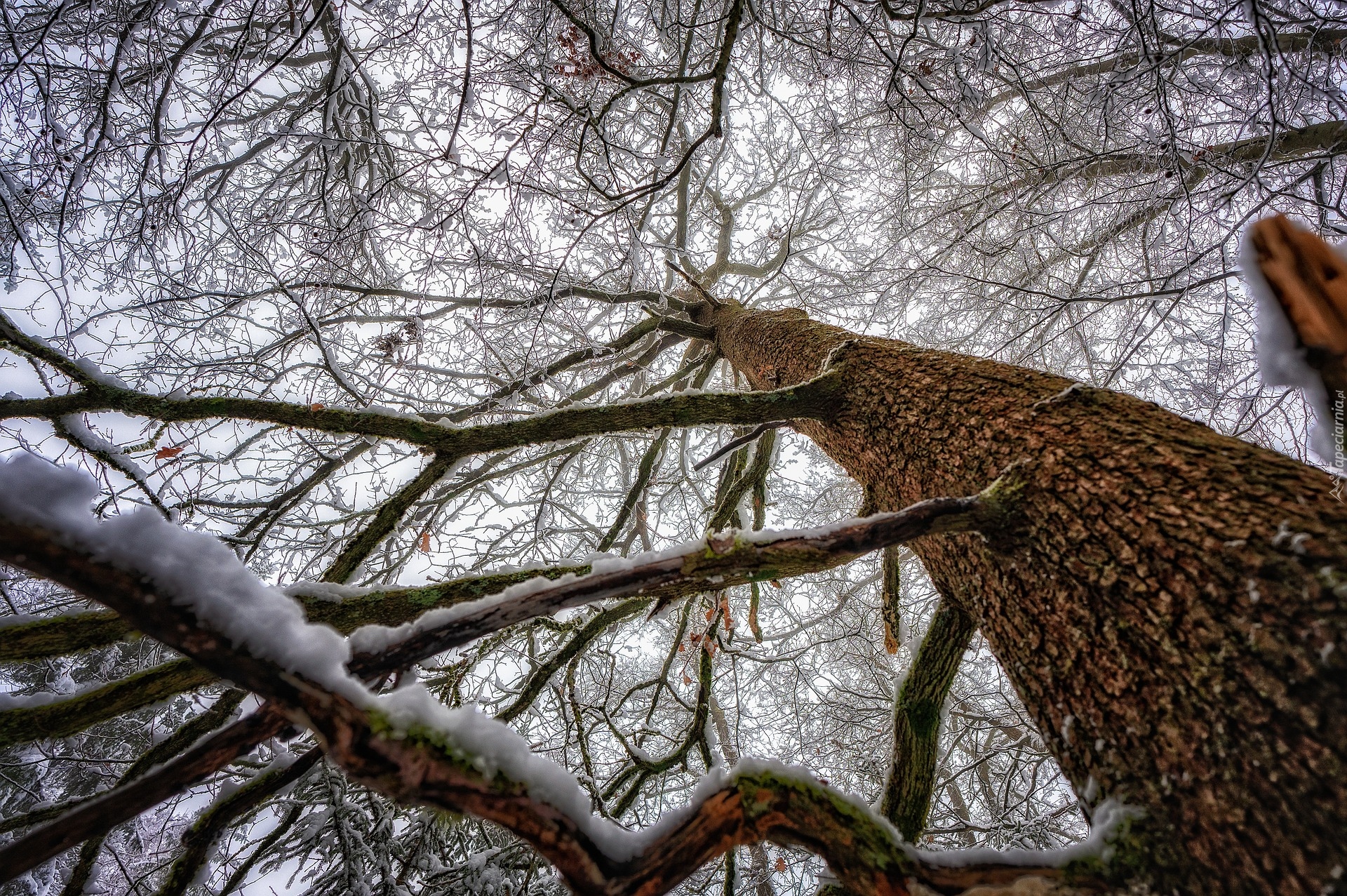 Zima, Śnieg, Drzewo, Gałęzie, Kora