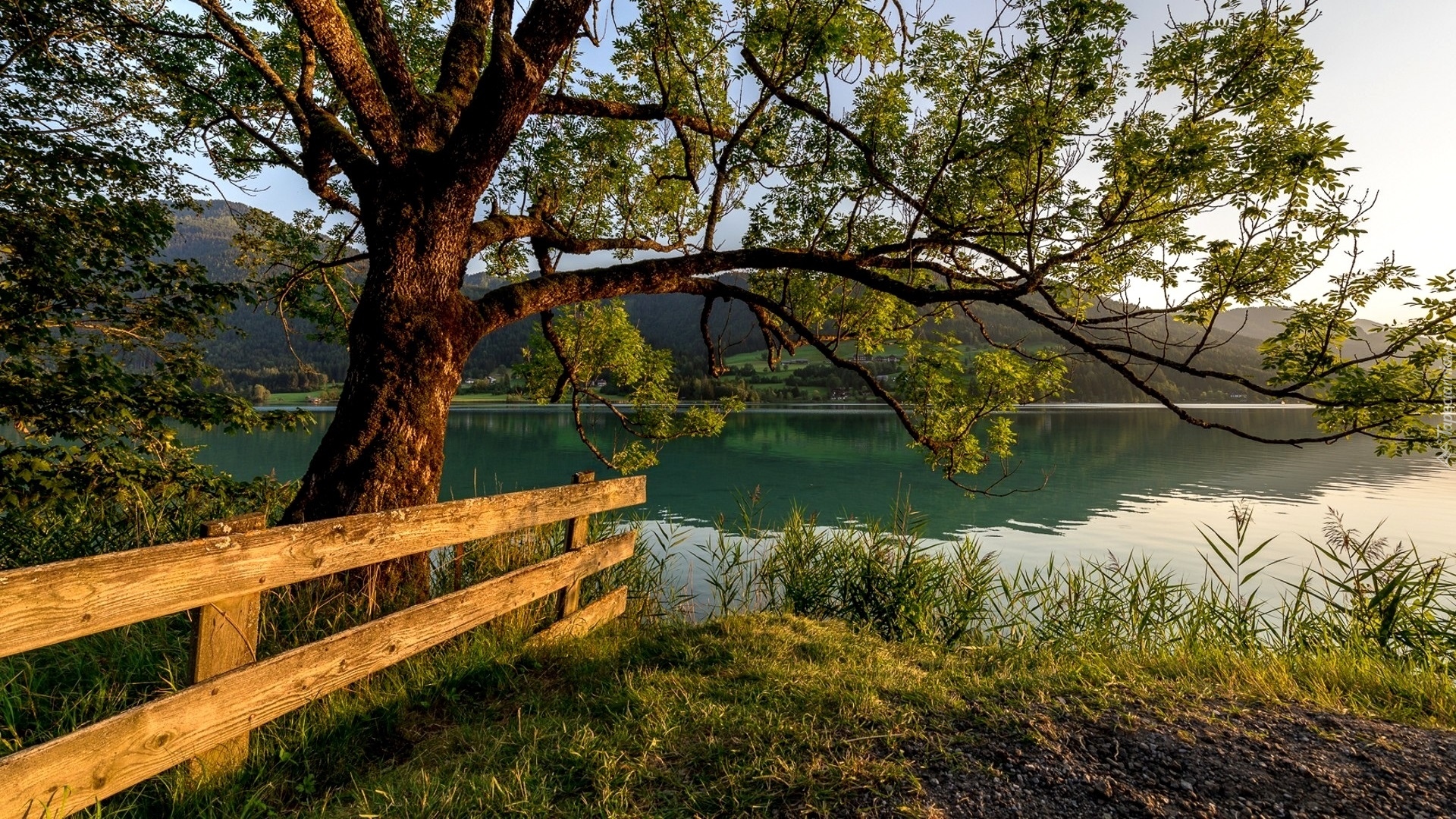 Austria, Karyntia, Gmina Weißensee, Jezioro Weißensee, Drzewo, Ogrodzenie