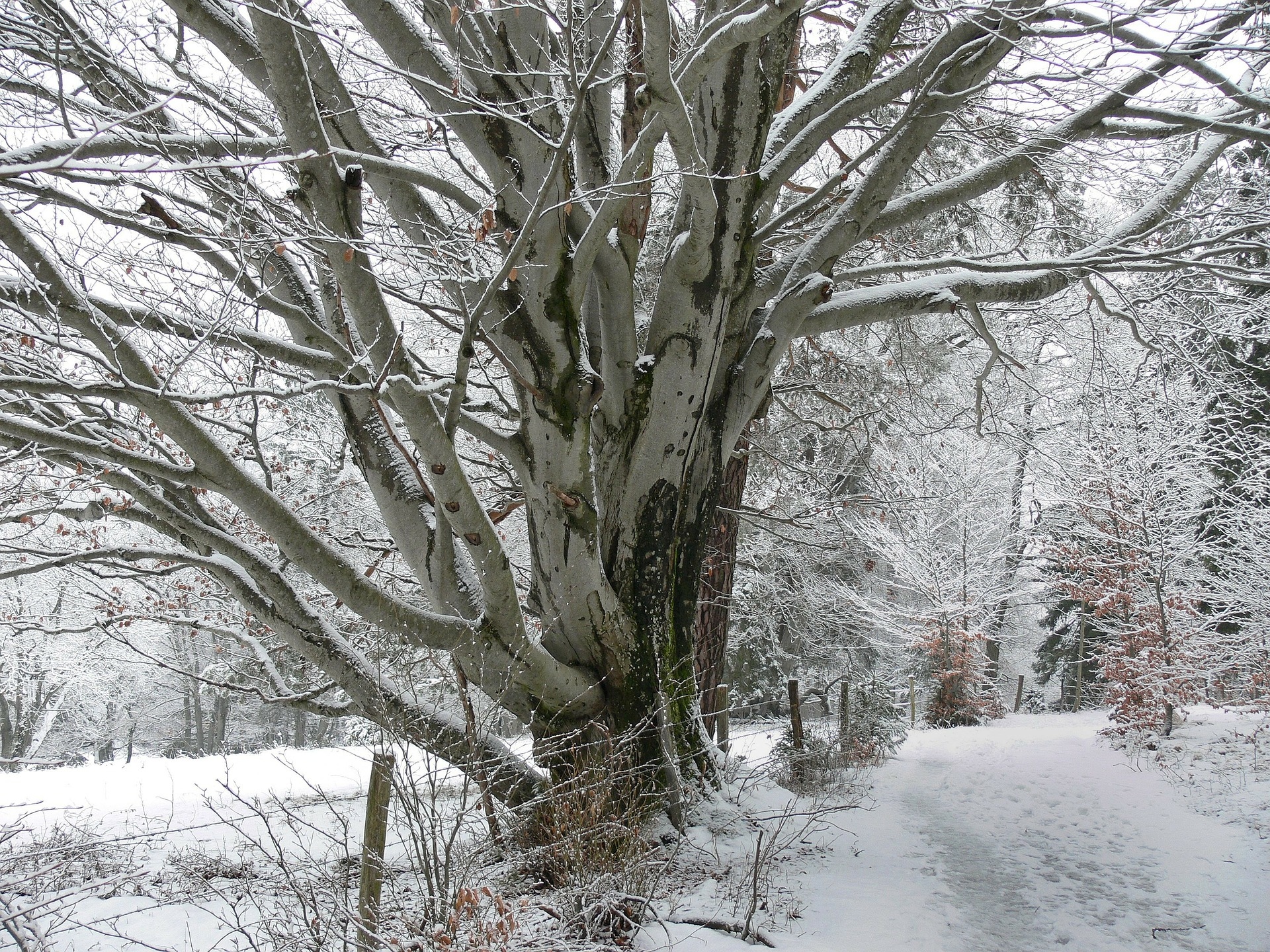 Zima, Drzewa, Droga, Ogrodzenie, Śnieg