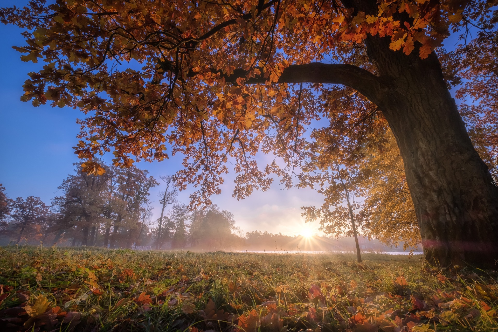 Drzewo, Promienie słońca, Mgła, Jesień