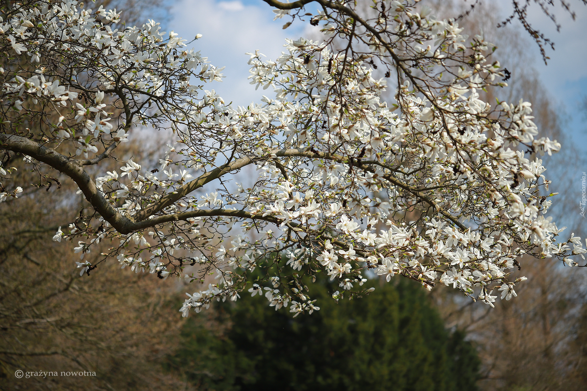 Magnolia, Białe, Kwiaty, Drzewo