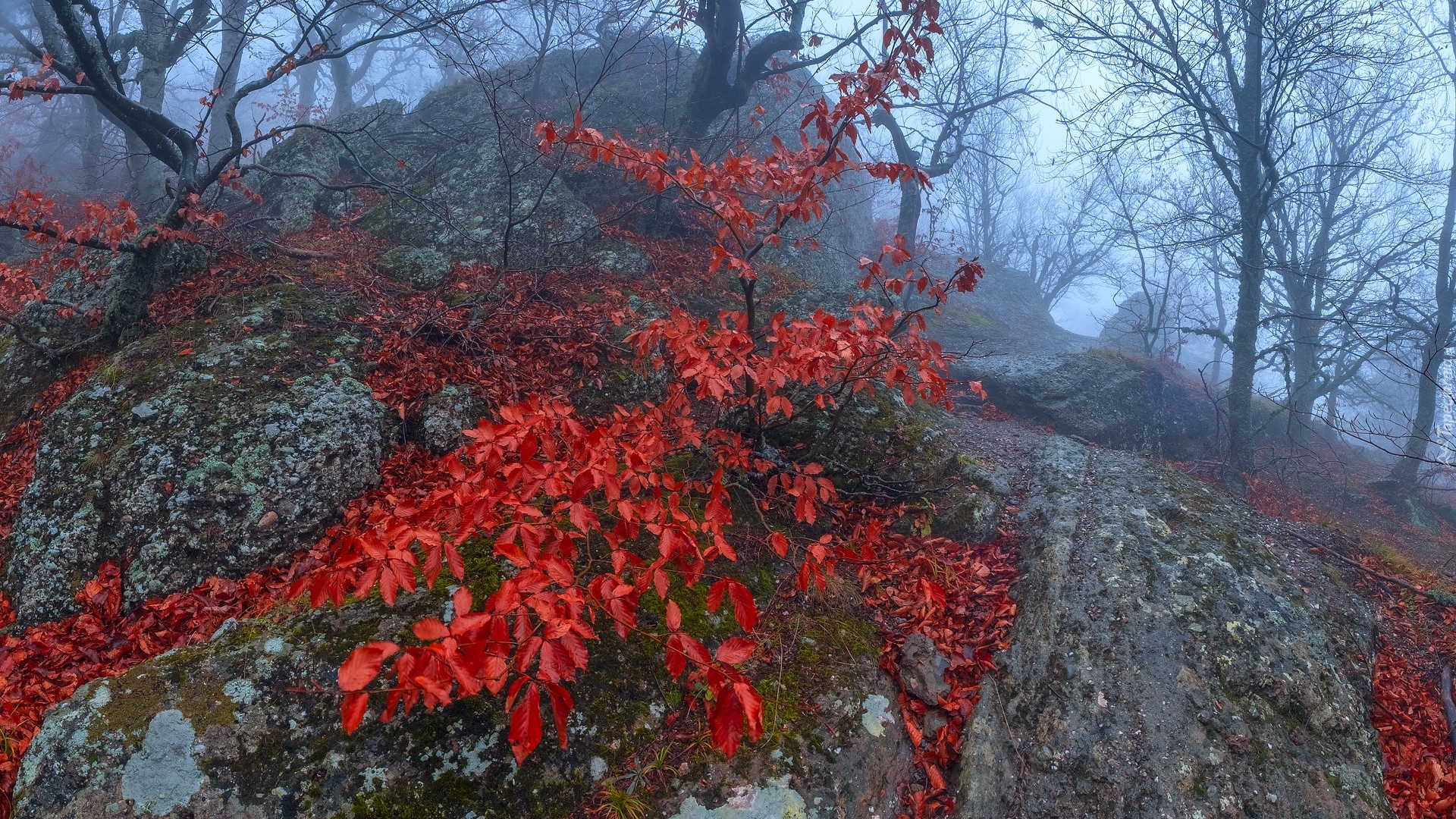 Las, Drzewa, Mgła, Czerwone, Liście, Skały