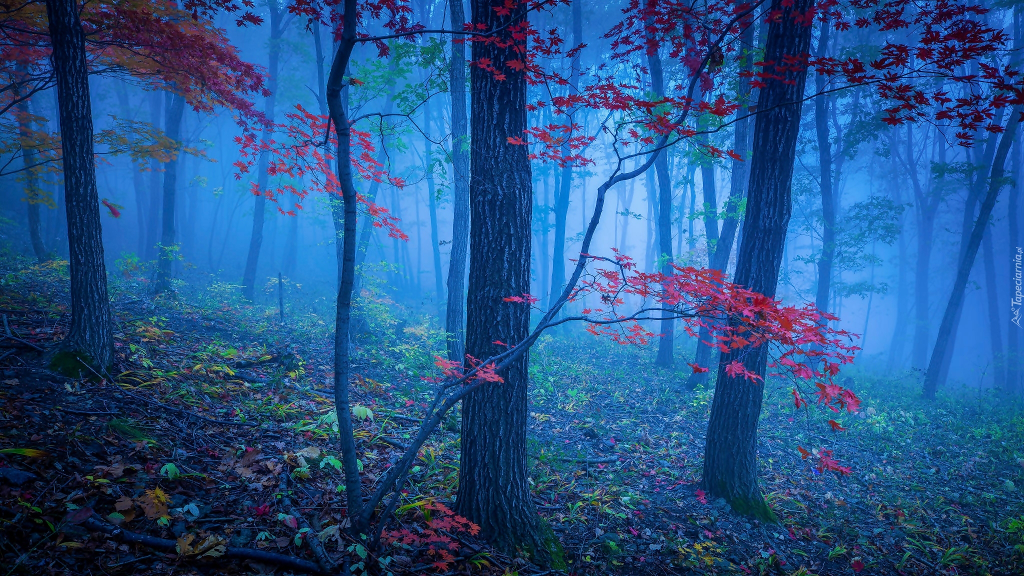 Las, Mgła, Drzewa, Czerwone, Liście