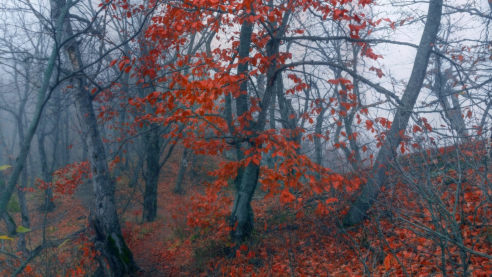 Jesień, Las, Mgła, Drzewa, Czerwone, Liście
