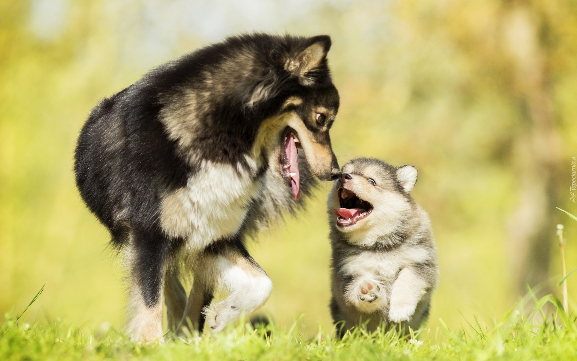 Dorosły, Pies, Szczeniak, Fiński lapphund