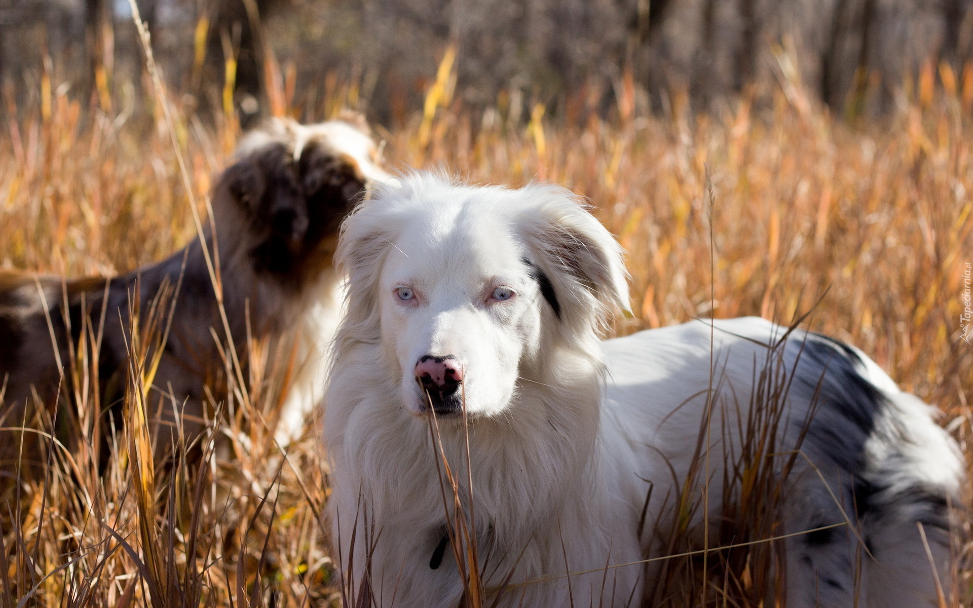 Trawa,  Owczarki australijskie - australian shepherd