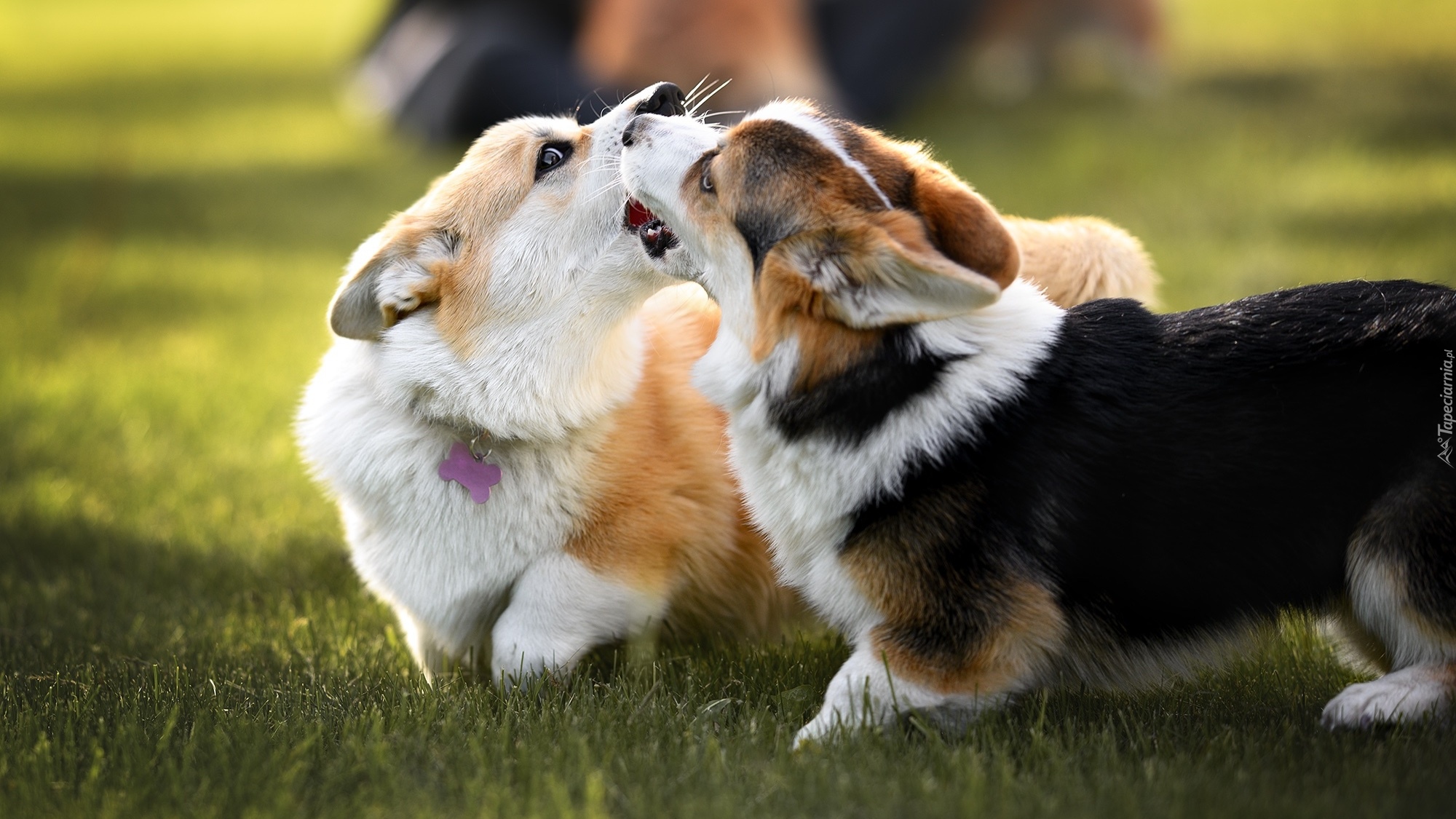 Dwa, Psy, Zabawa, Welsh corgi cardigan, Trawa