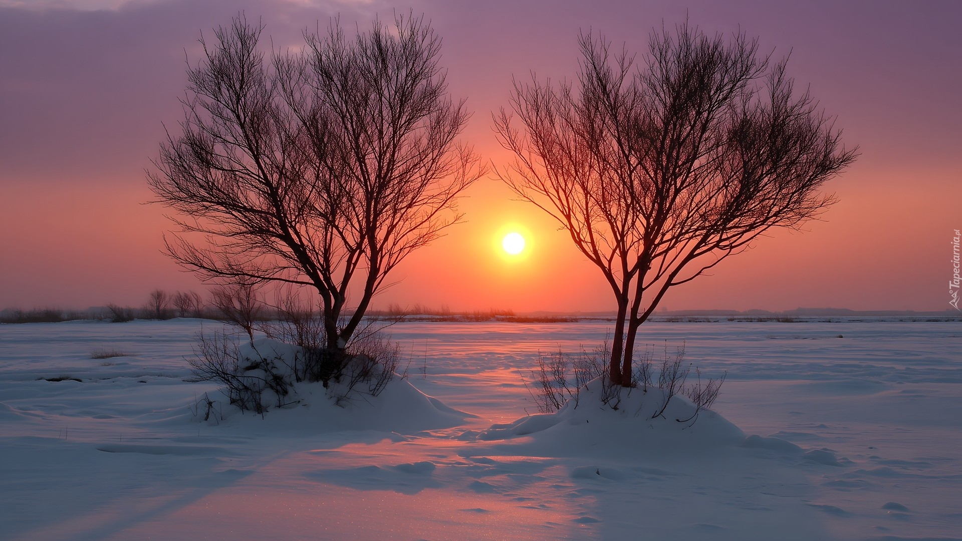 Zima, Zachód słońca, Ośnieżone, Pole, Dwa, Drzewa