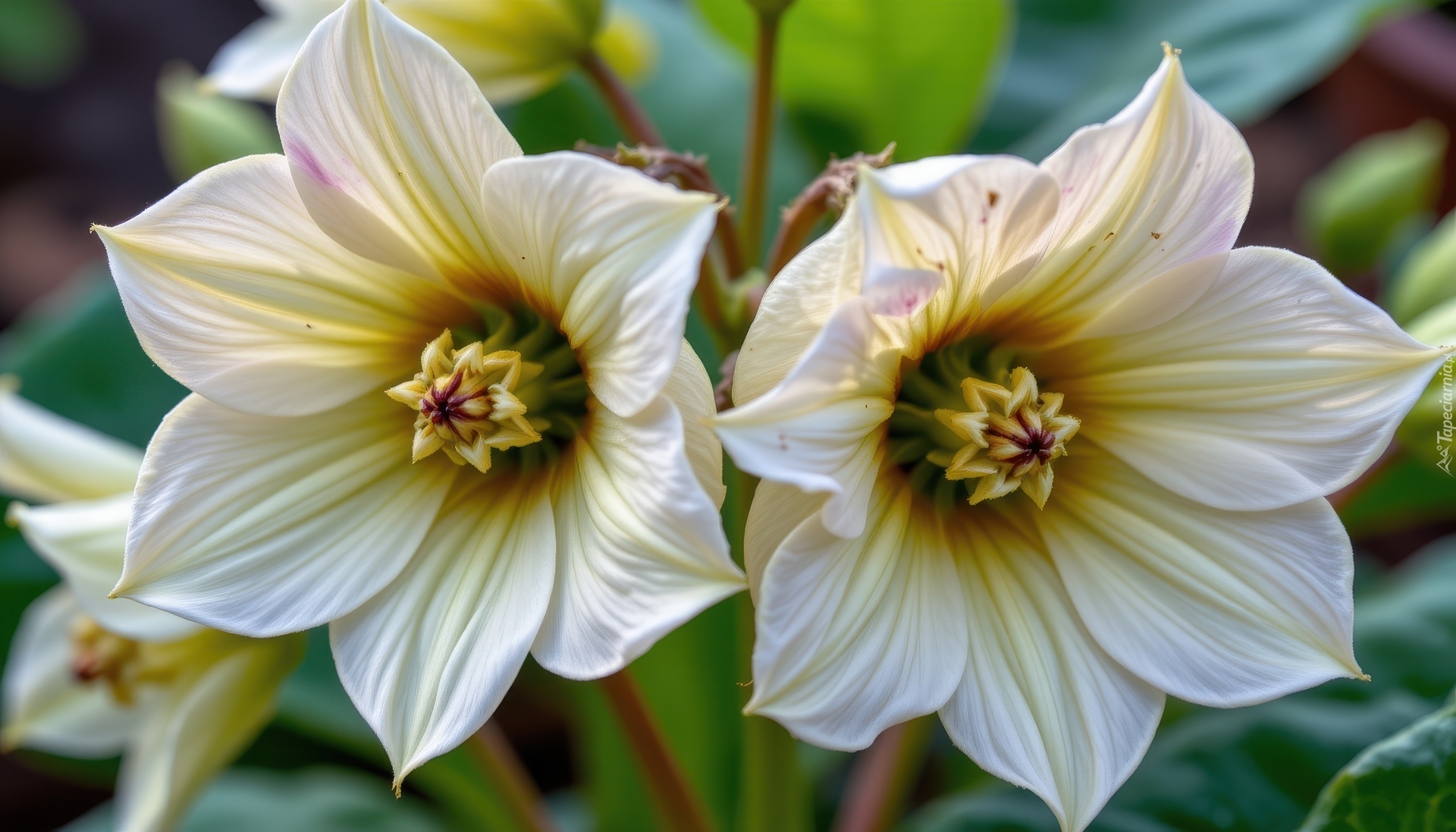 Dwa, Białe, Kwiaty, Zbliżenie