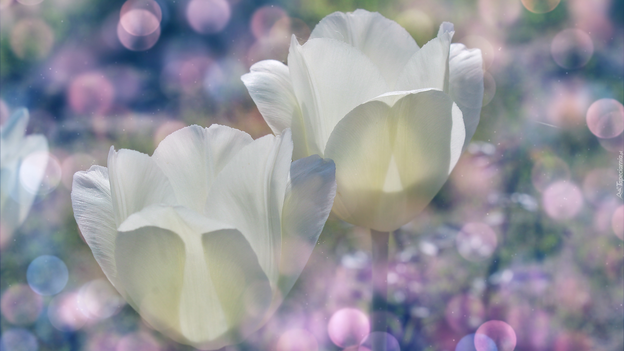 Białe, Tulipany, Bokeh