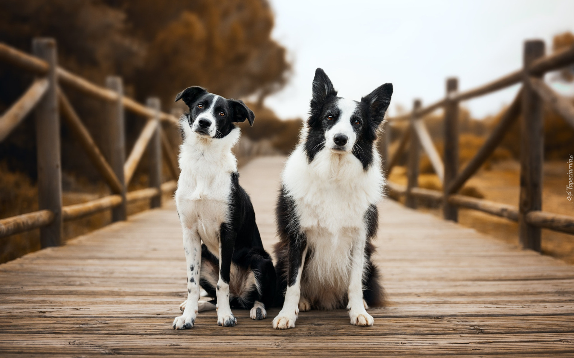 Dwa, Psy, Biało-czarne, Border collie, Krótkowłosy, Długowłosy, Most