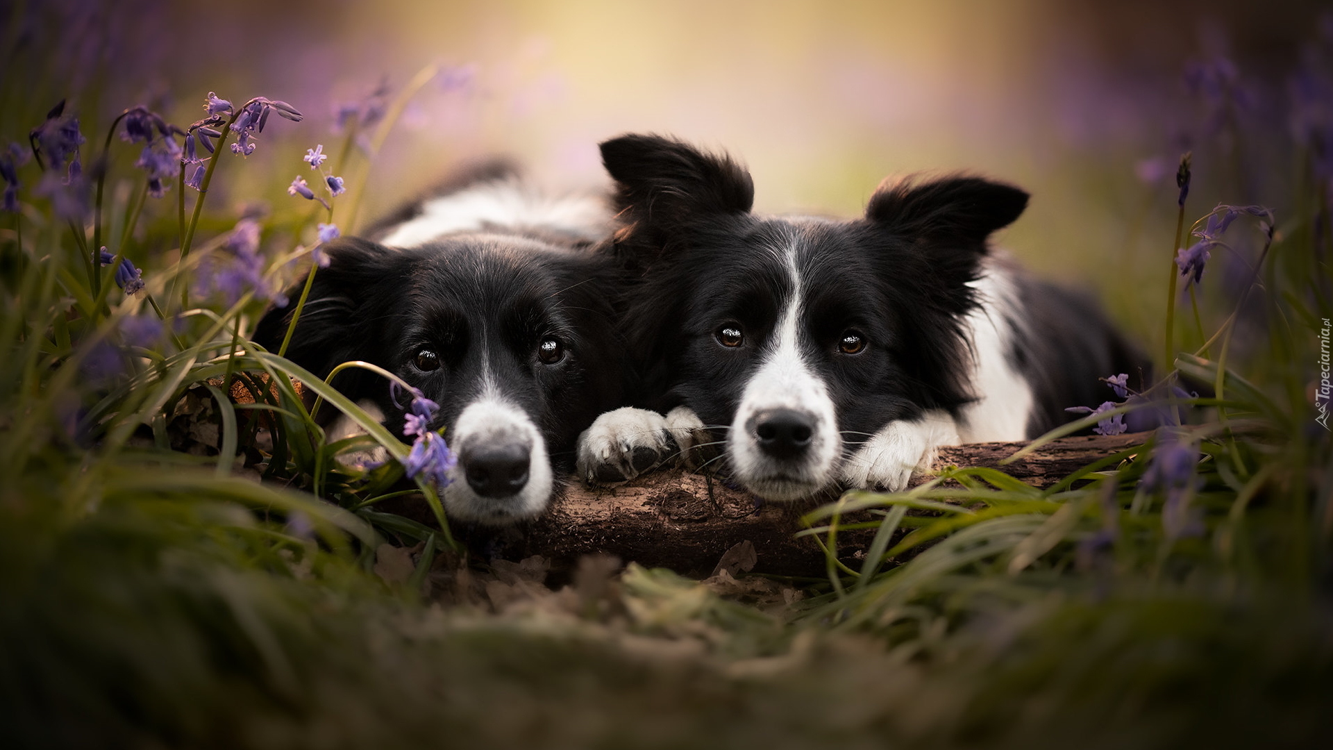 Dwa, Biało-czarne, Psy, Border collie