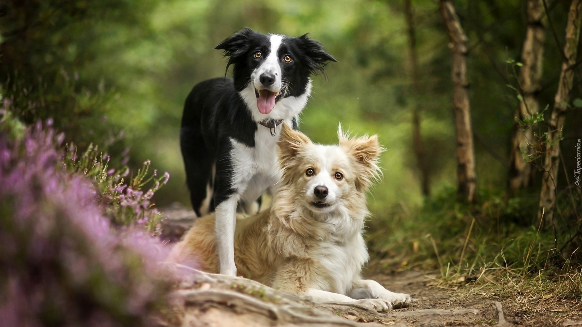 Dwa, Psy, Border collie, Las, Wrzos