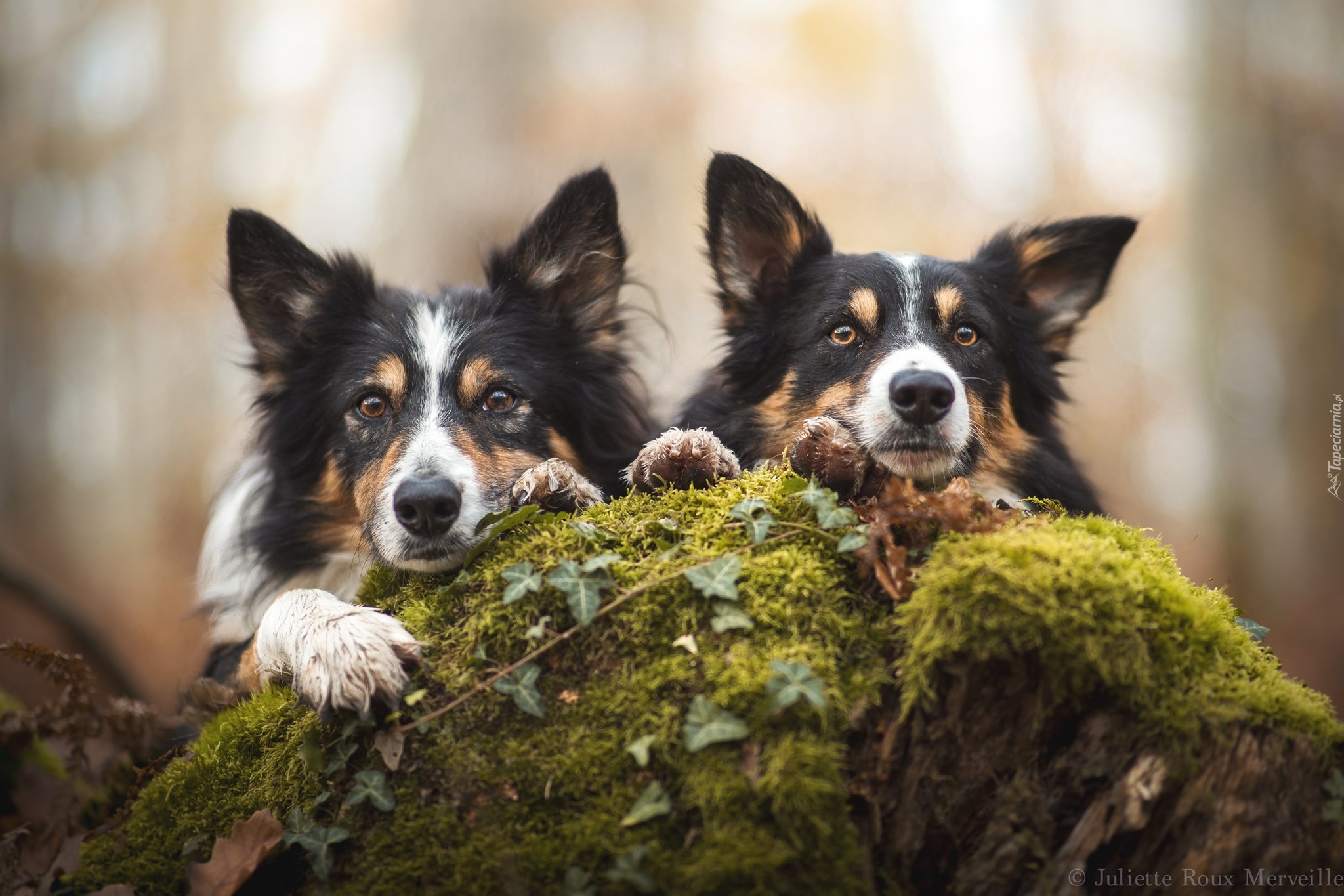 Psy, Dwa, Border collie