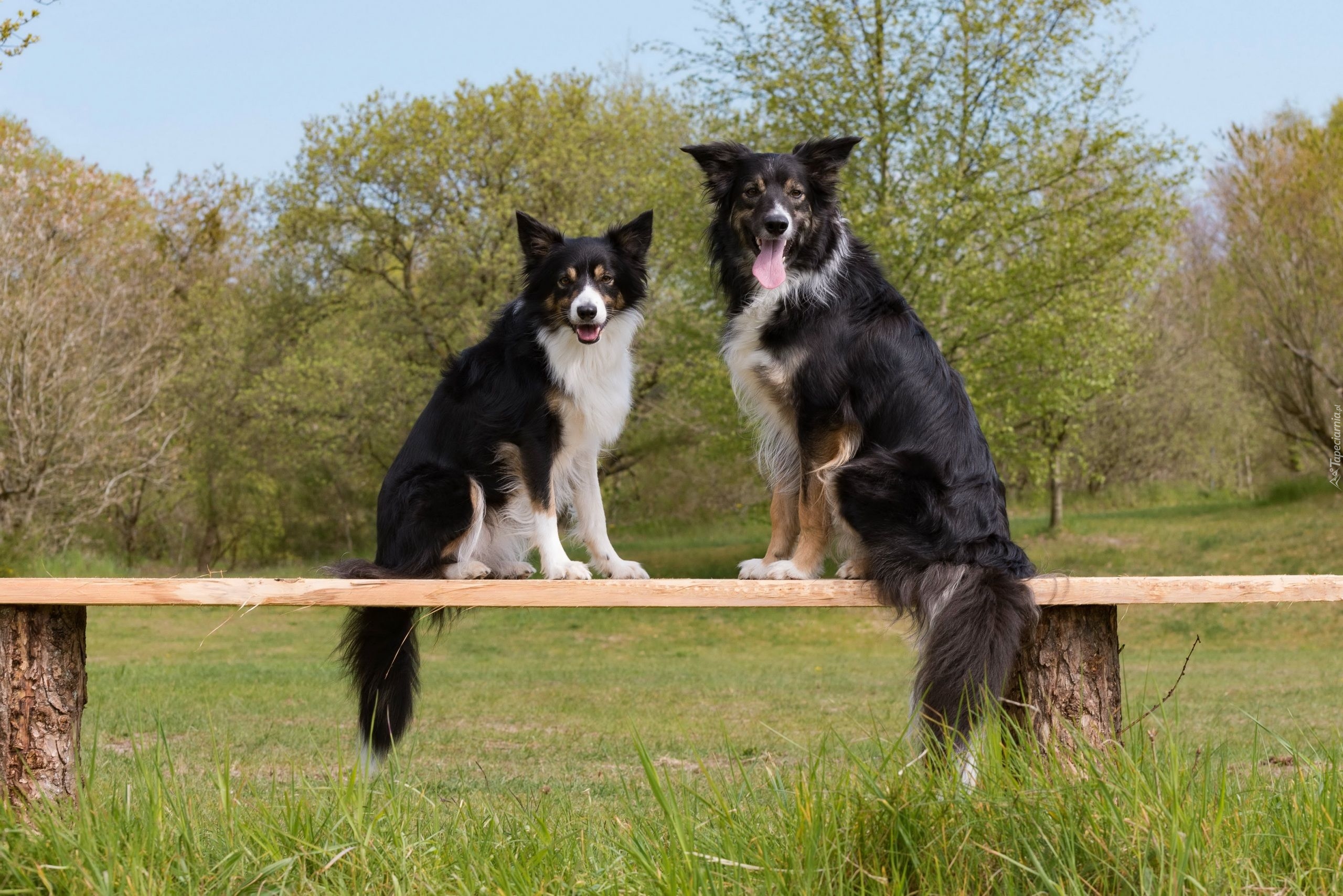 Dwa, Psy, Border collie