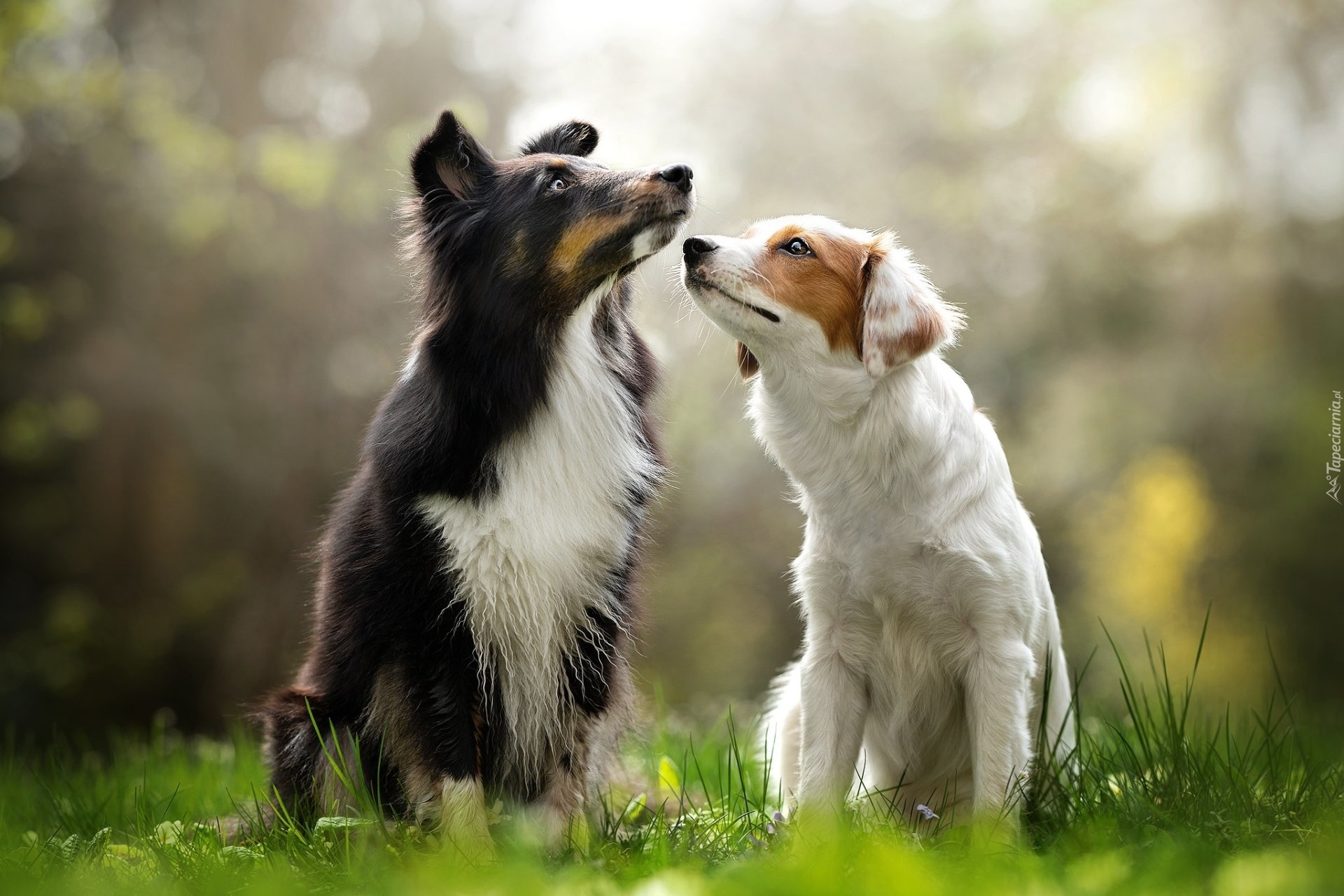 Dwa, Psy, Border collie, Trawa