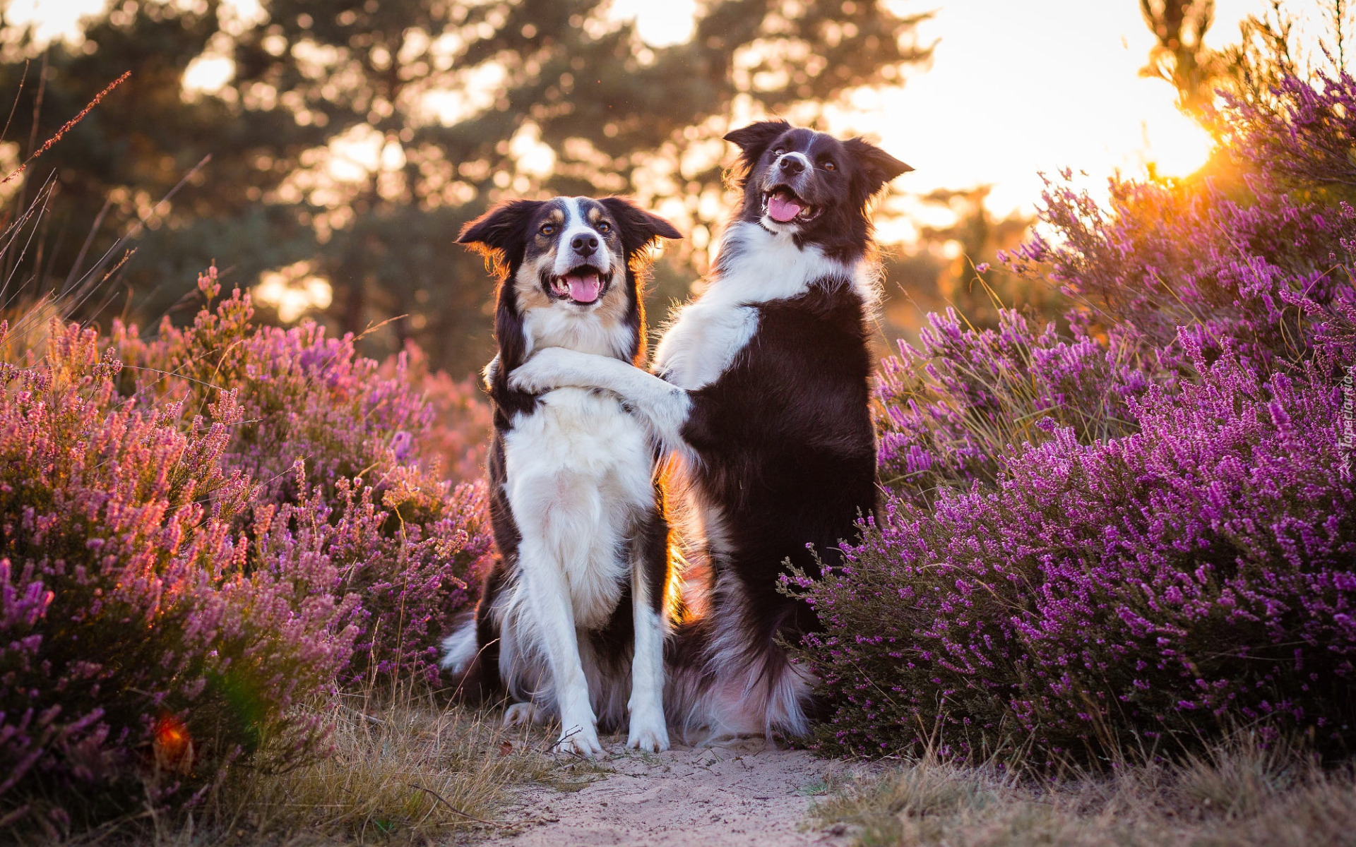 Dwa, Psy, Border collie, Wrzos, Światło słoneczne, Światło Słoneczne