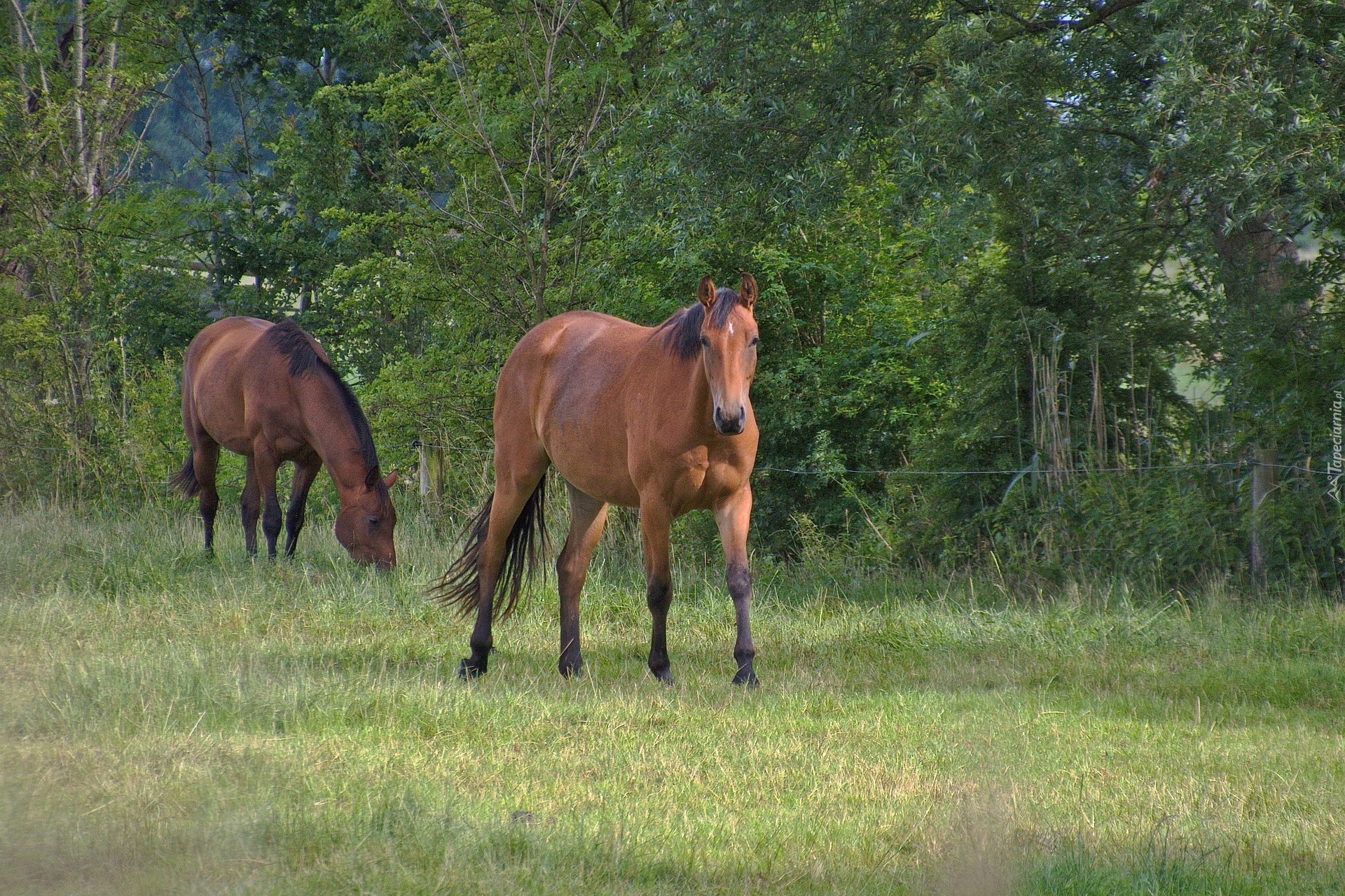 Konie, Brązowe, Pastwisko, Ogrodzenie, Drzewa