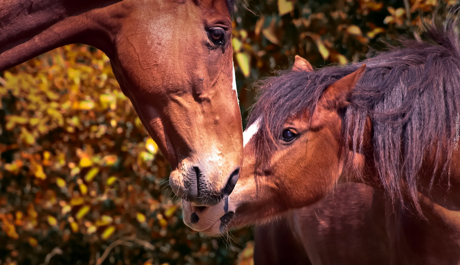Лошадка язык. Две лошади любовь. Язык лошади. Забавные лошадки. Ласковая лошадь.