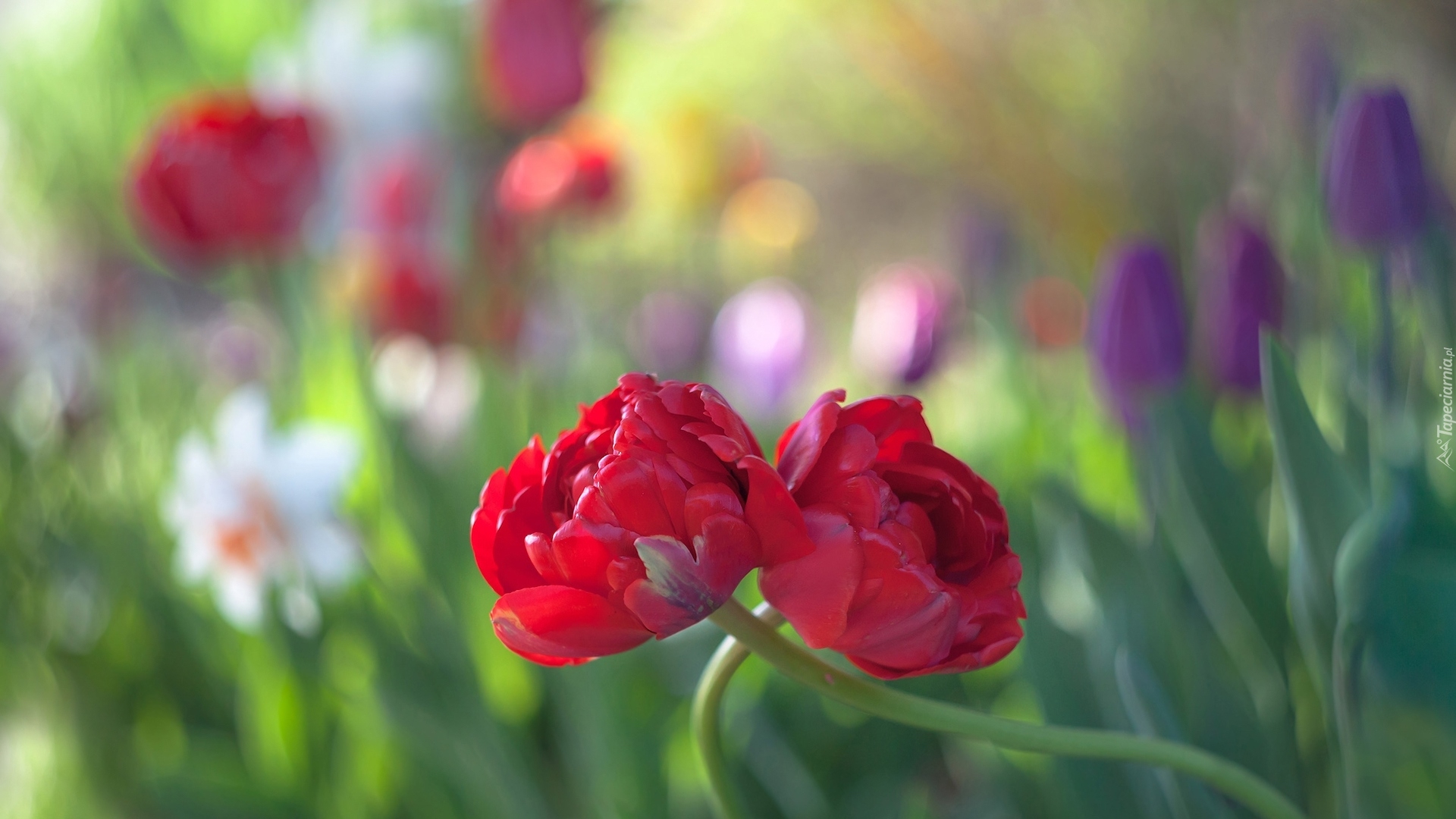 Kwiaty, Dwa, Czerwone, Tulipany