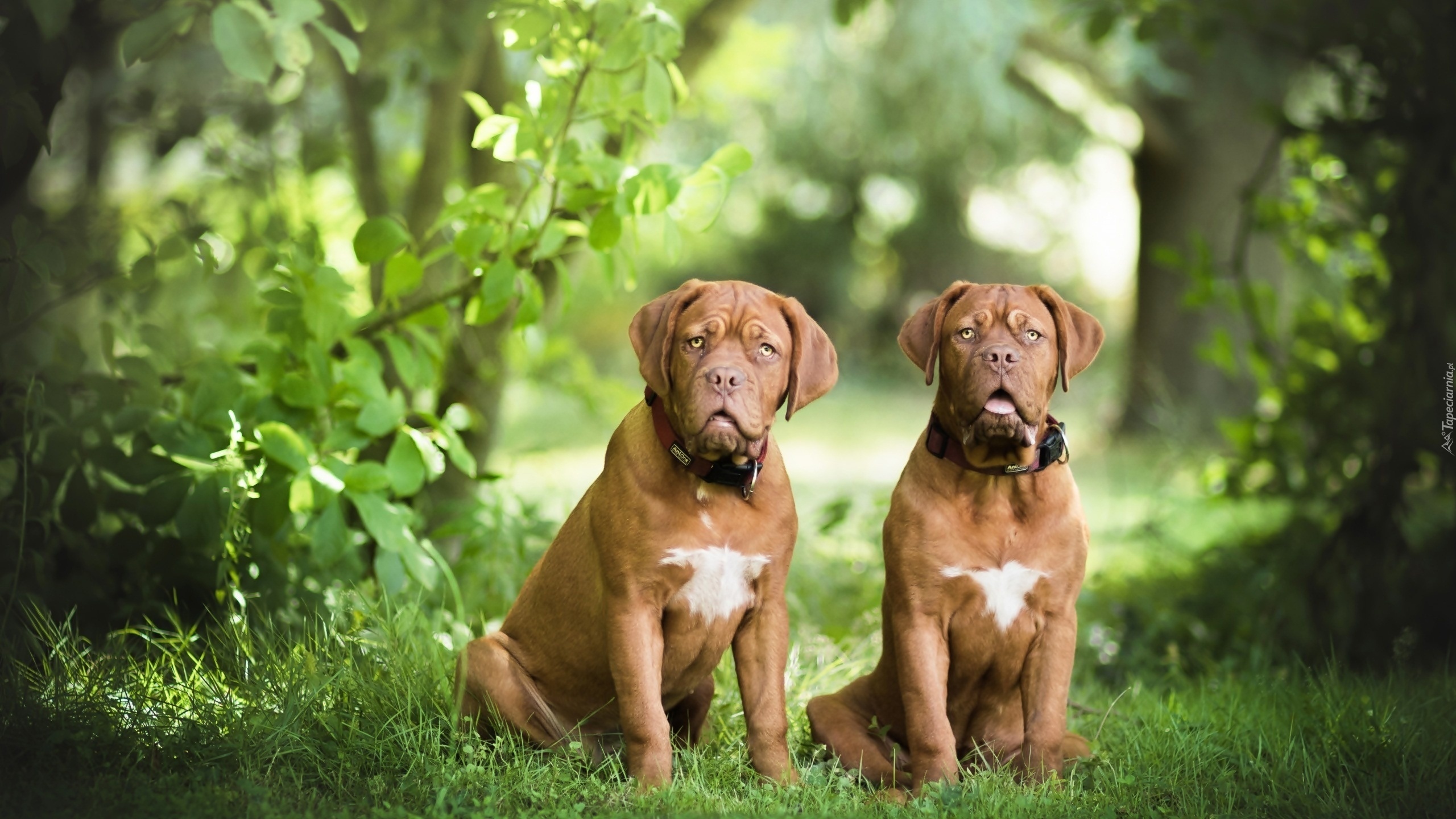 Dwa, Psy, Dog de Bordeaux, Las, Zieleń