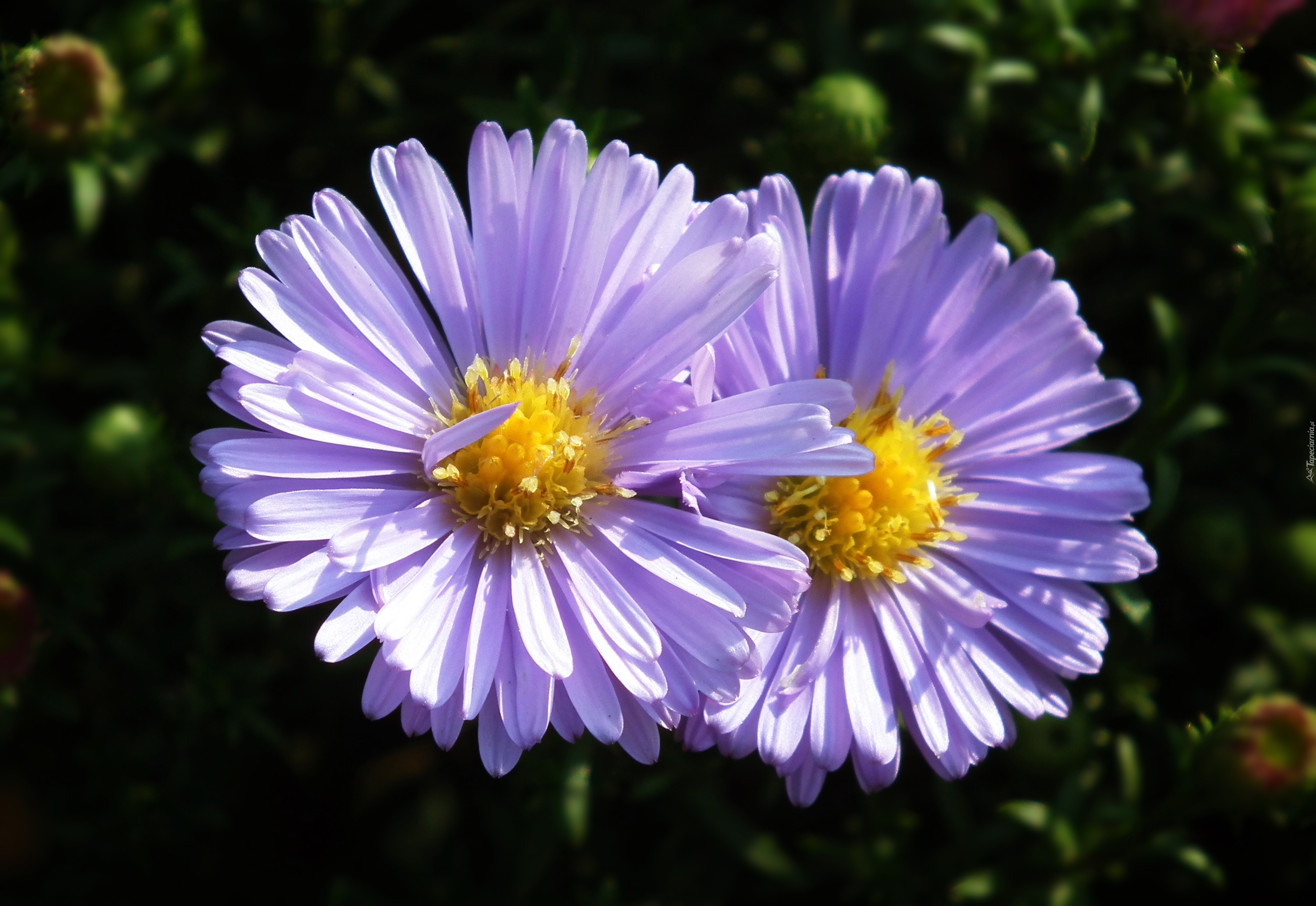 Przyroda, Kwiat, Aster, Fioletowy