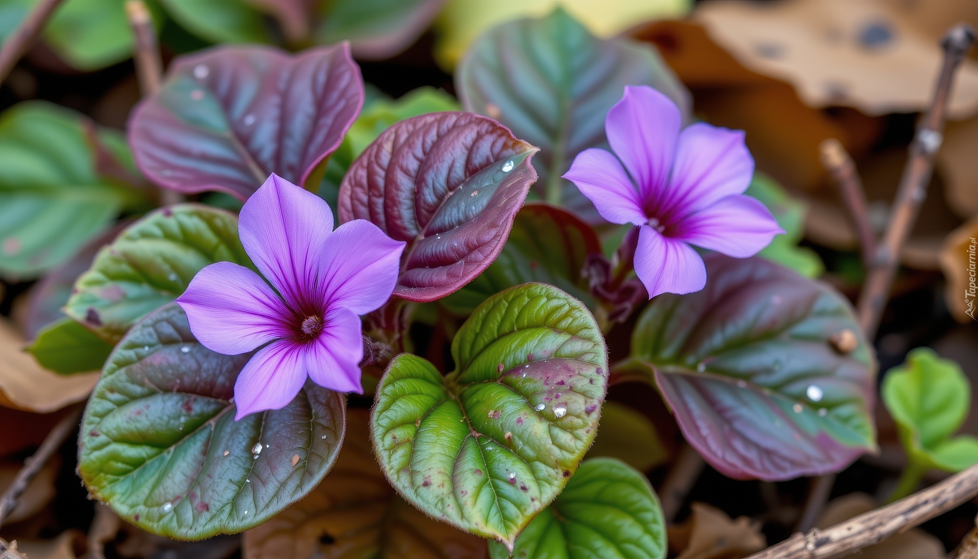 Fioletowe, Kwiaty, Liście, Grafika AI