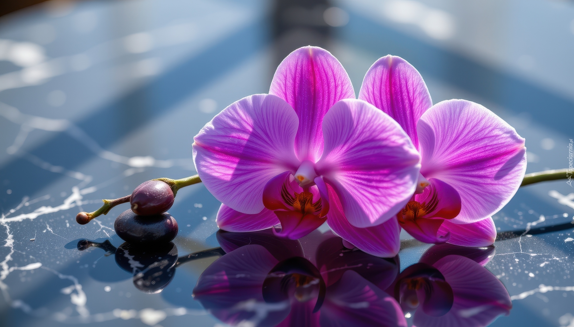 Kwiaty, Storczyki, Fioletowe, Tło, Marmurowe