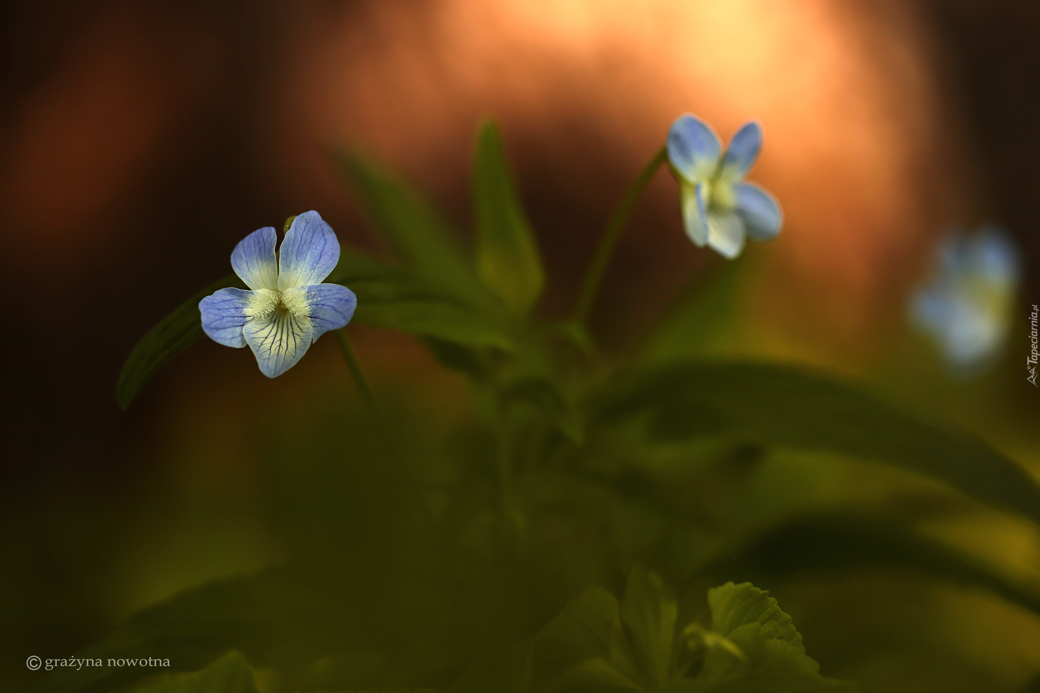 Niebieski, Fiołek, Kwiat