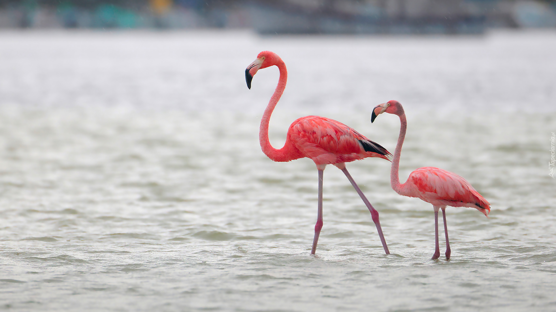 Dwa, Flamingi karmazynowe, Woda