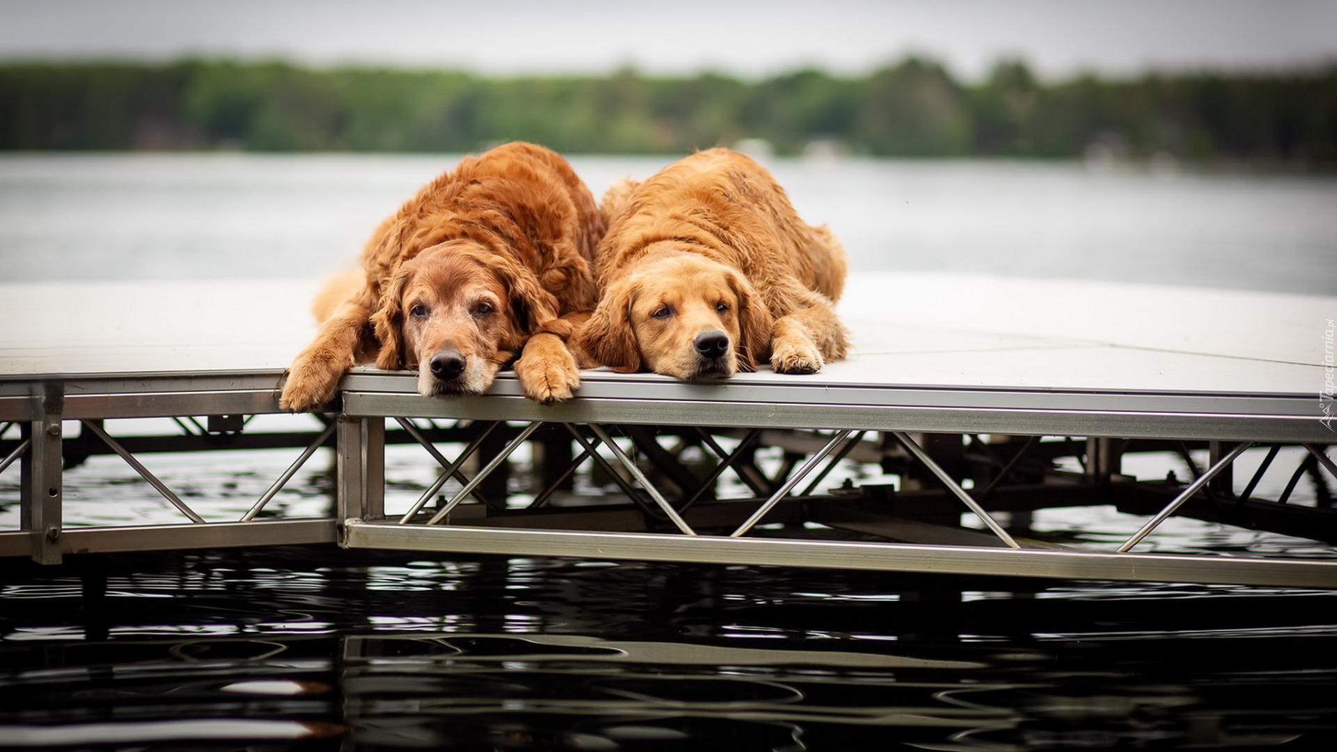 Dwa, Psy, Brązowe, Golden retrievery, Pomost