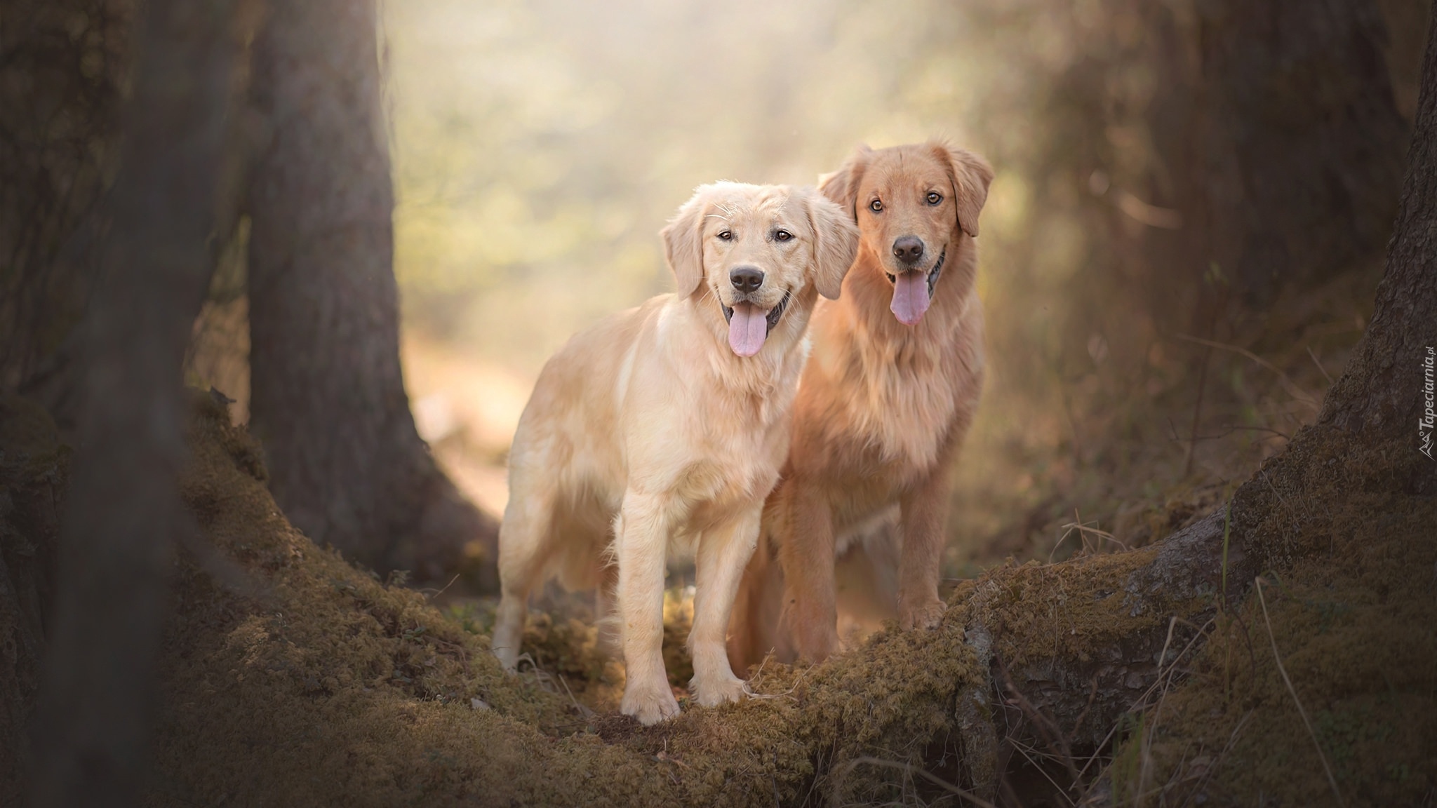 Psy, Golden retriever, Ściółka, Drzewa