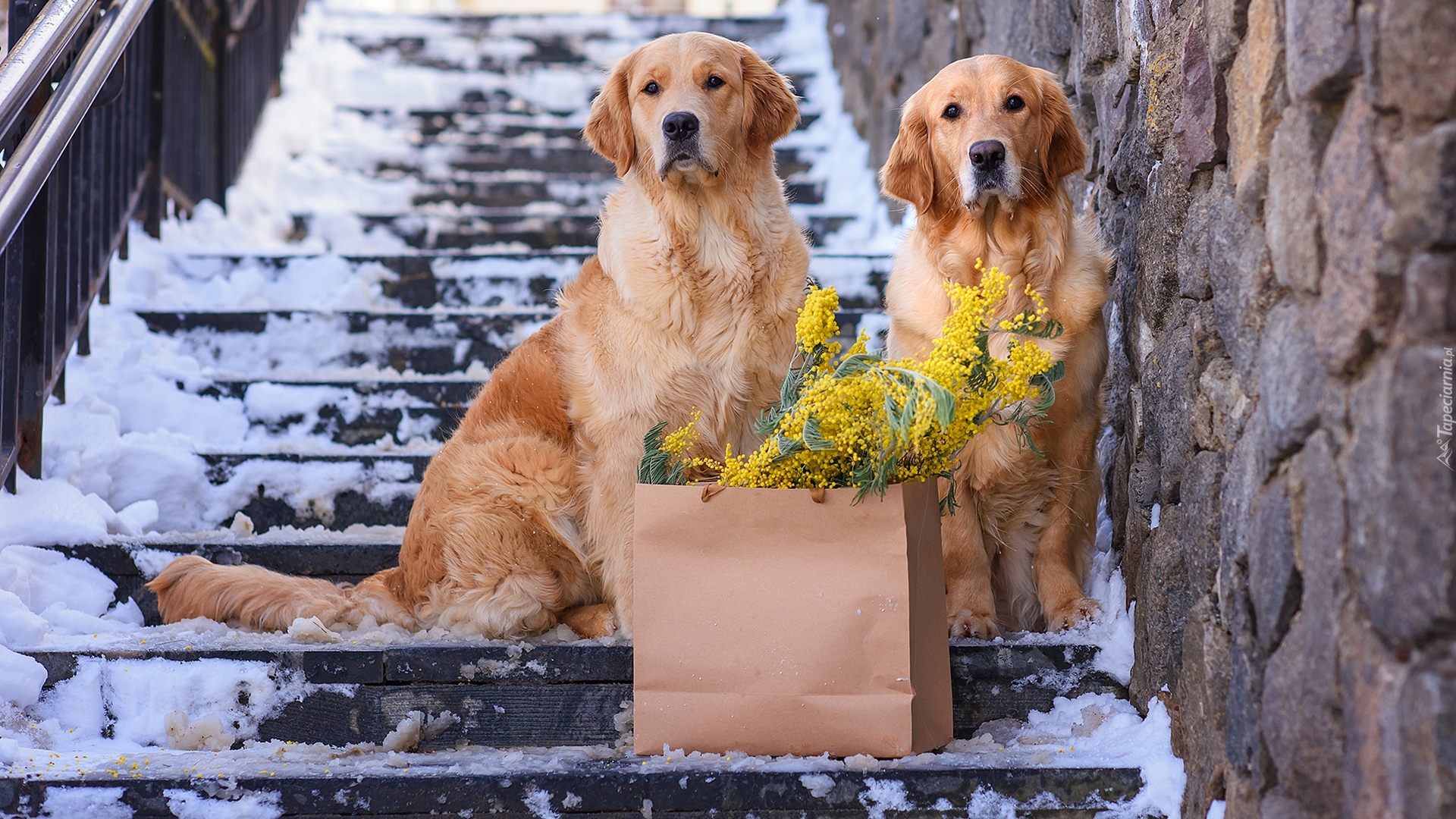 Dwa, Psy, Golden retrievery, Ośnieżone, Schody, Torebka, Kwiaty