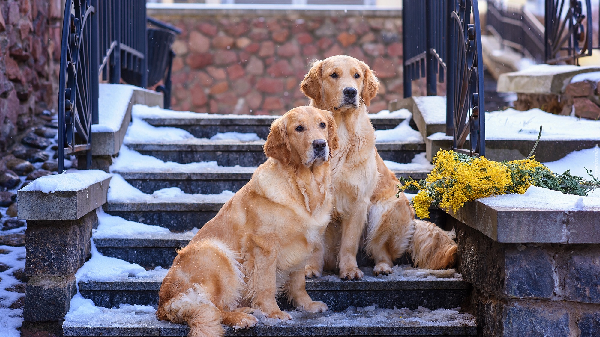 Psy, Dwa, Golden retrievery, Schody, Gałązki, Śnieg