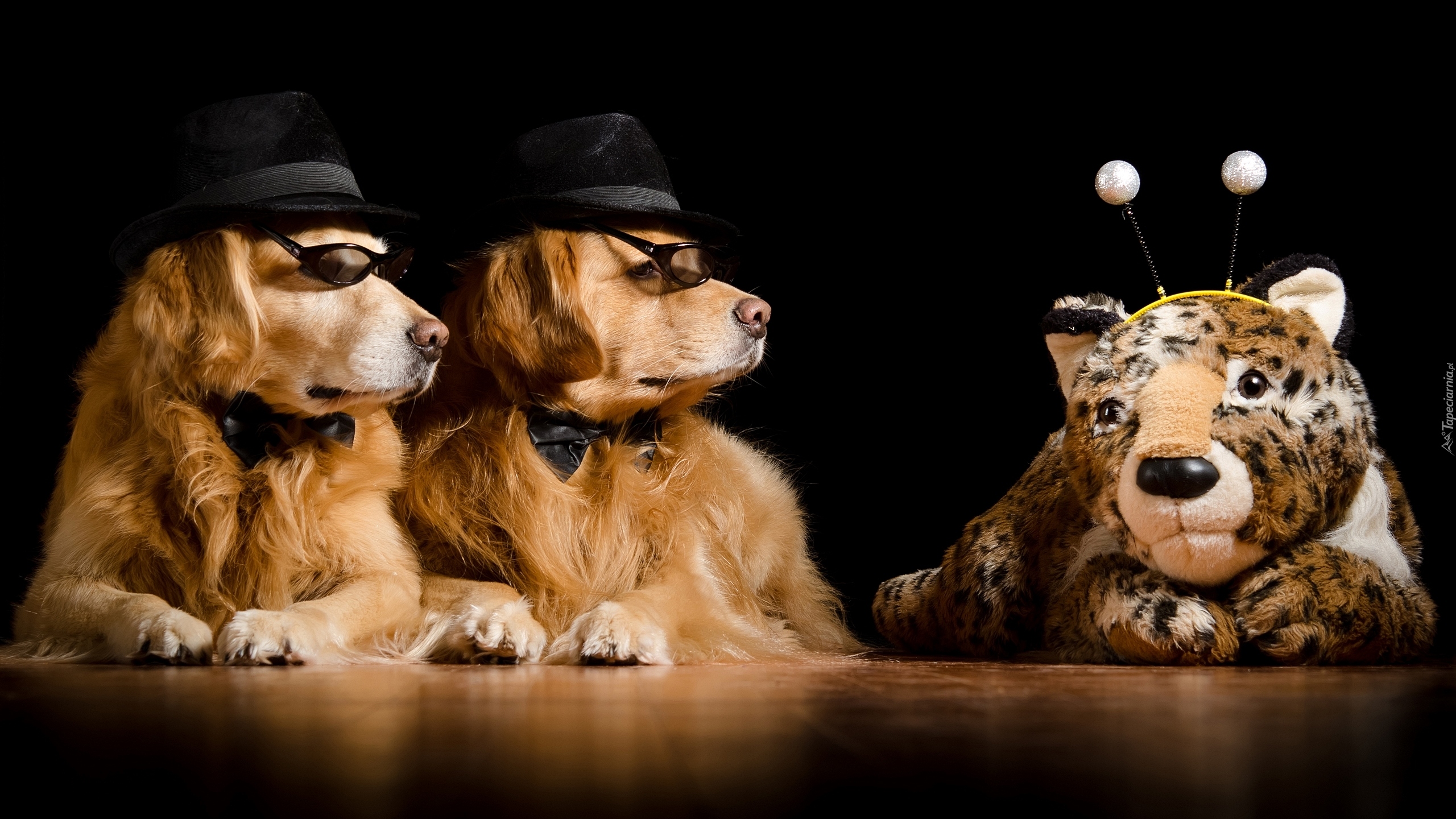 Dwa, Psy, Golden retriever, Maskotka