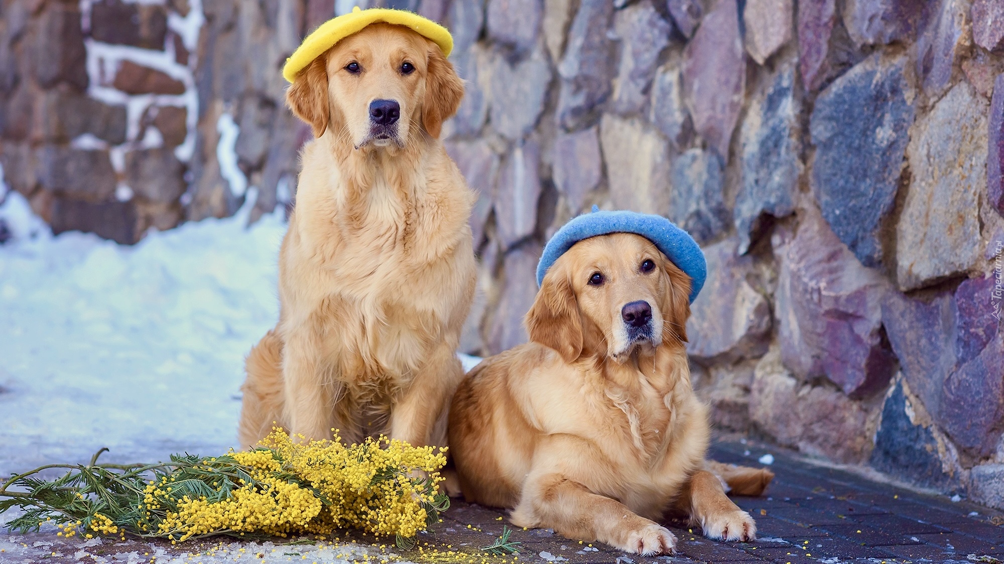 Psy, Golden retrievery, Berety, Gałązki, Akacja srebrzysta, Śnieg