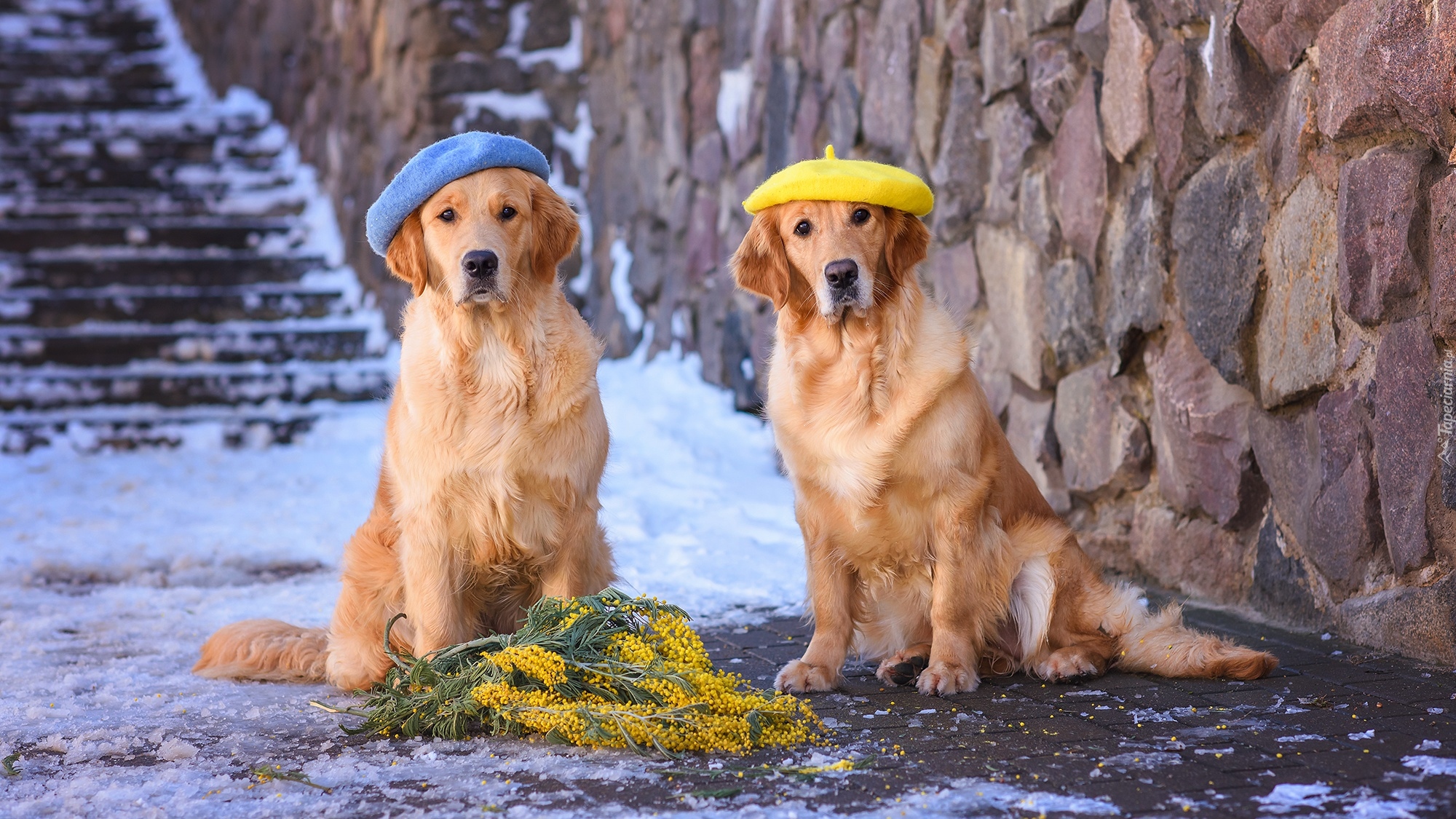 Psy, Golden retrievery, Berety, Gałązki, Akacja srebrzysta