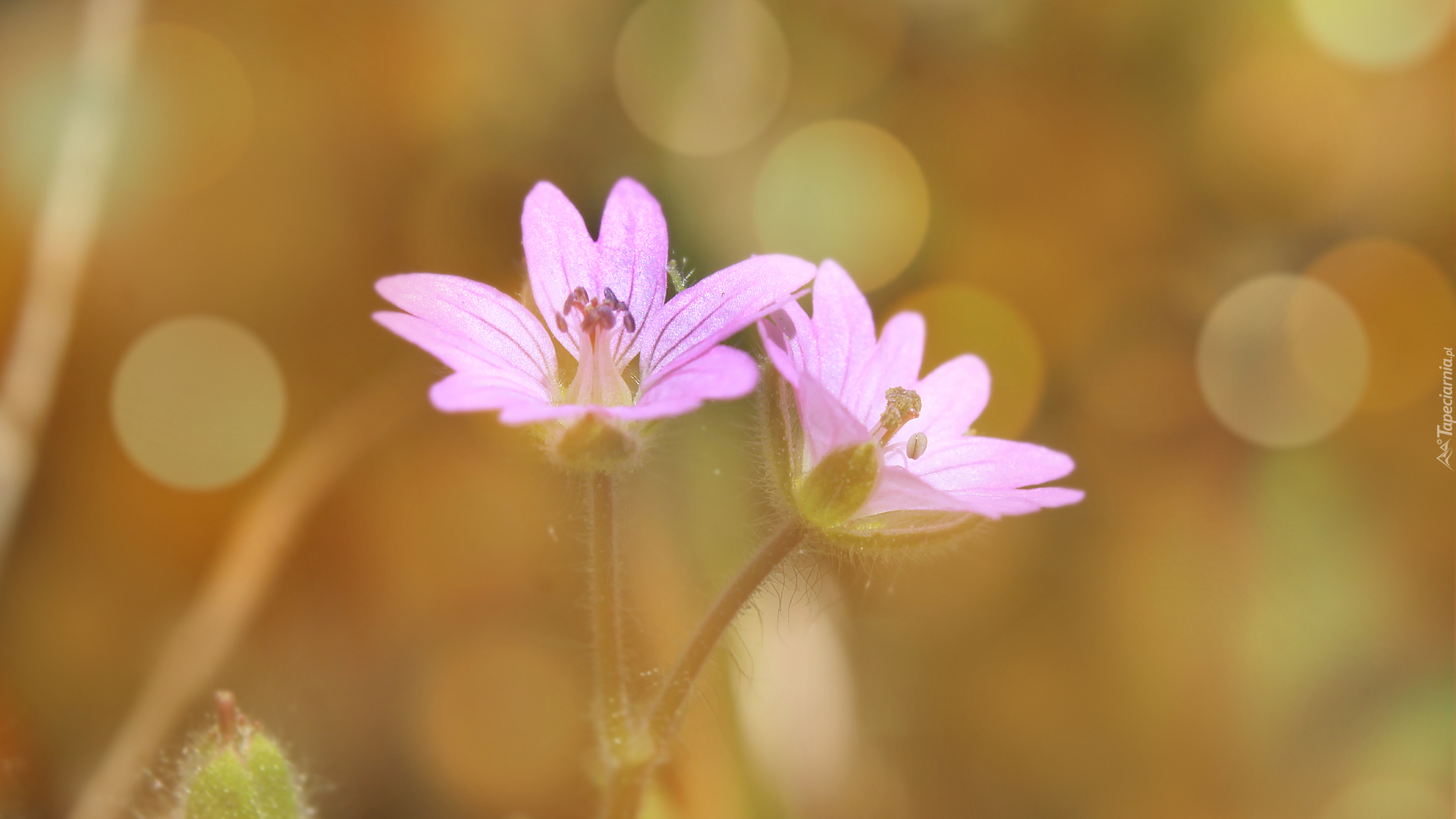 Jasnofioletowe, Kwiaty, Bokeh, Zbliżenie