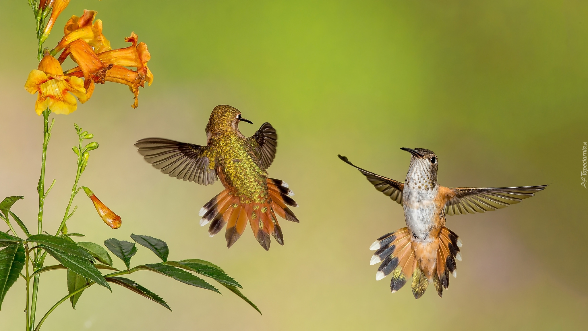 Dwa, Kolibry, Kwiaty
