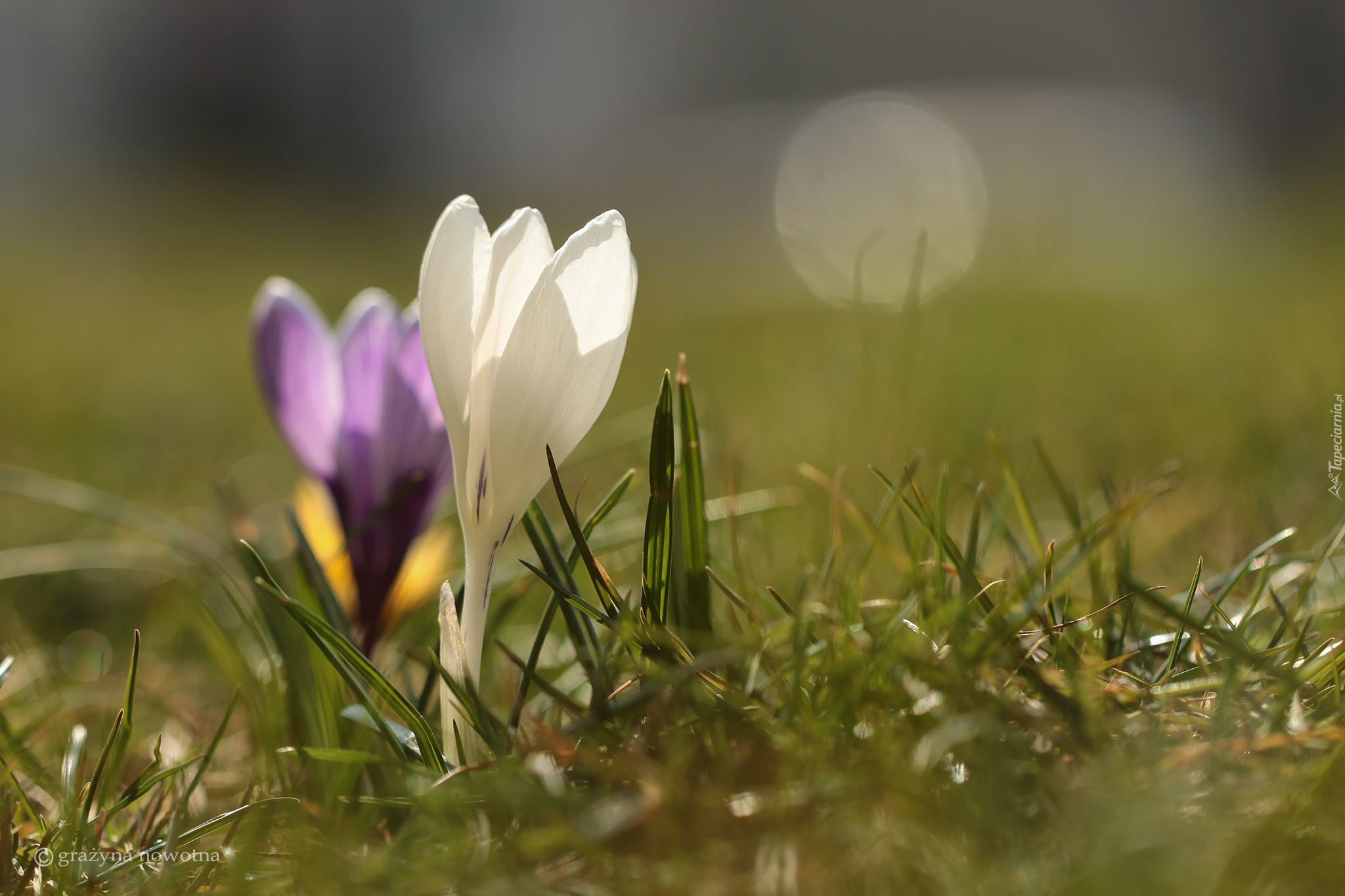 Biały, Krokus, Kwiat, Zbliżenie