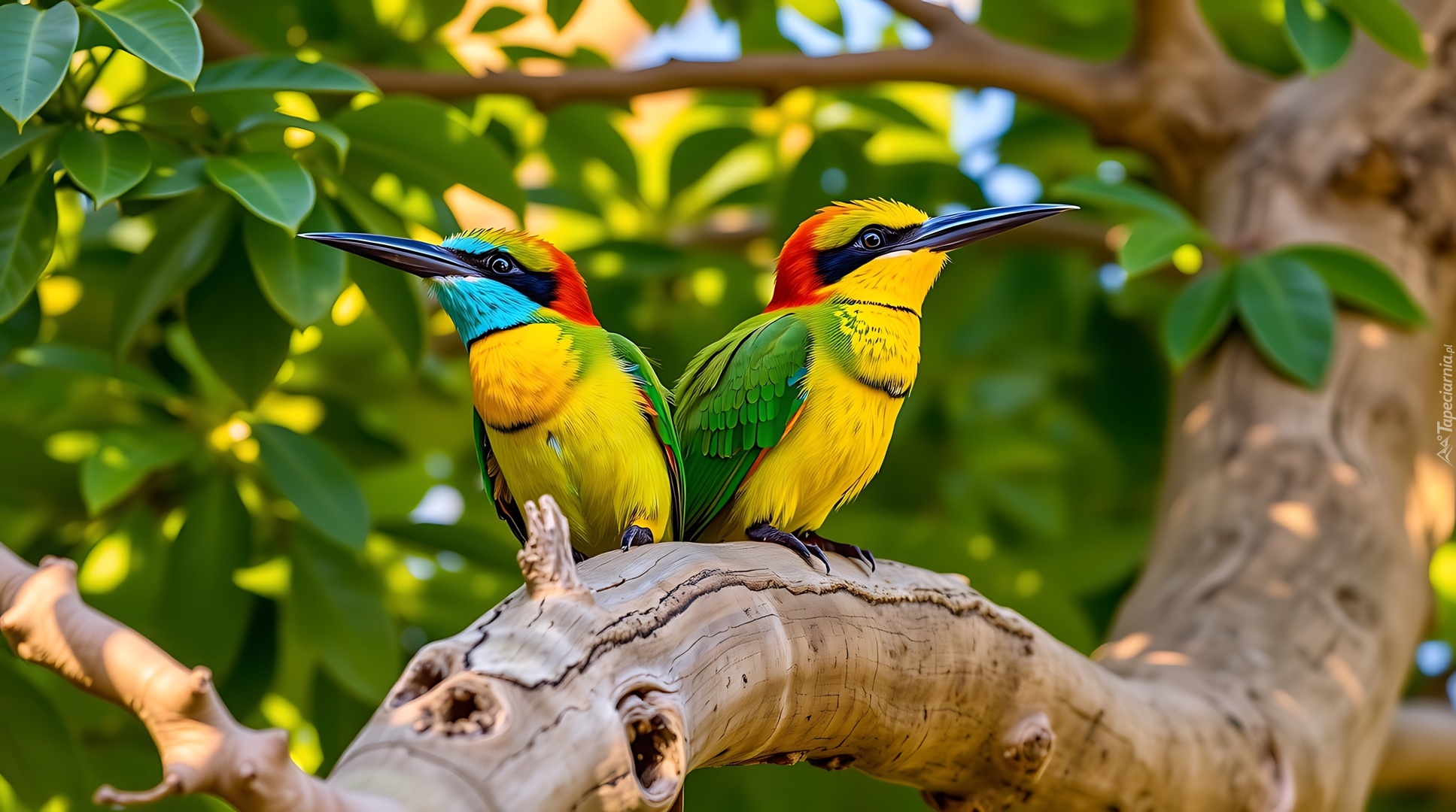 Dwa, Ptaki, Kolorowe, Konar, Żołna, Drzewo, Grafika AI